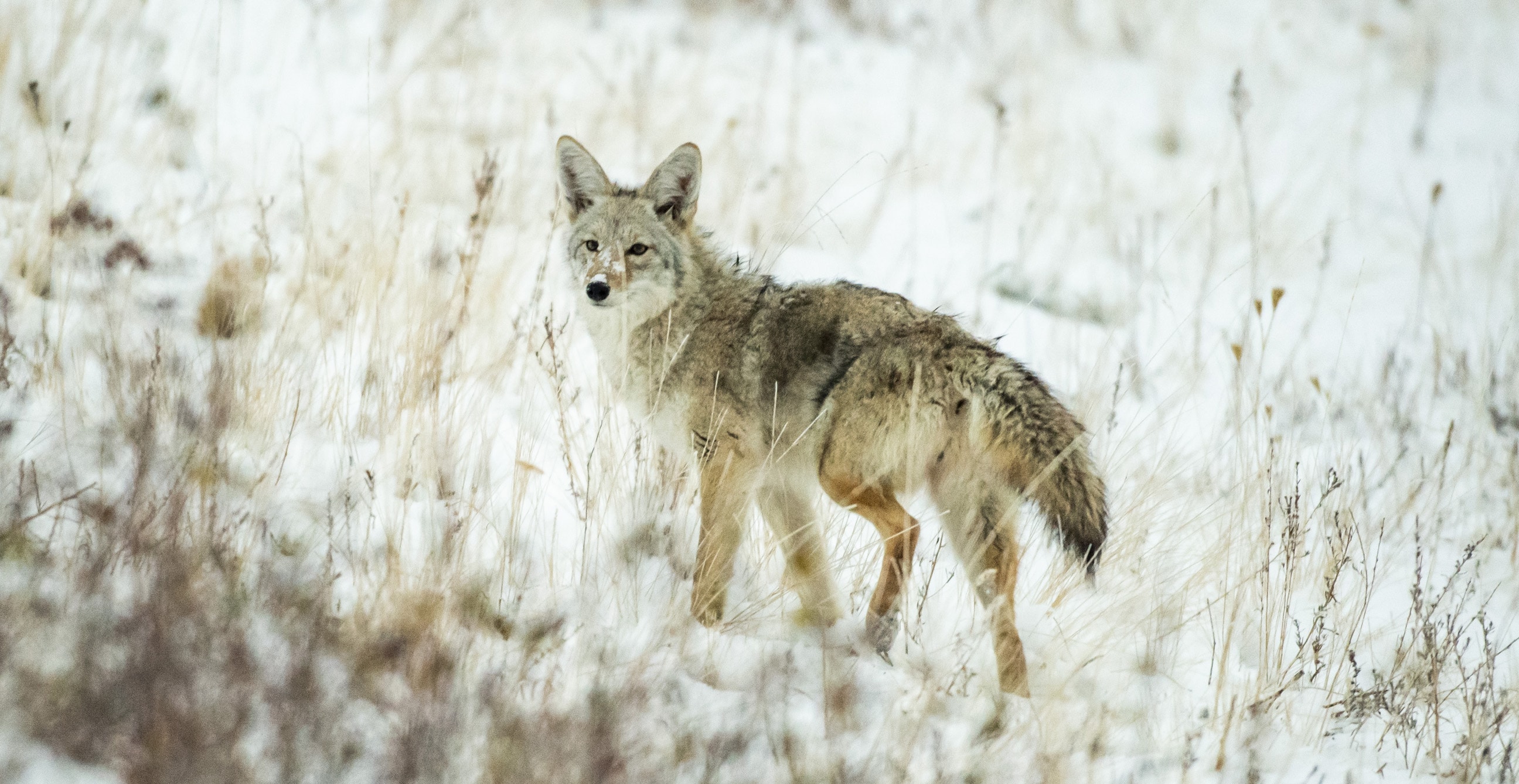 Coyote Responding To Calls