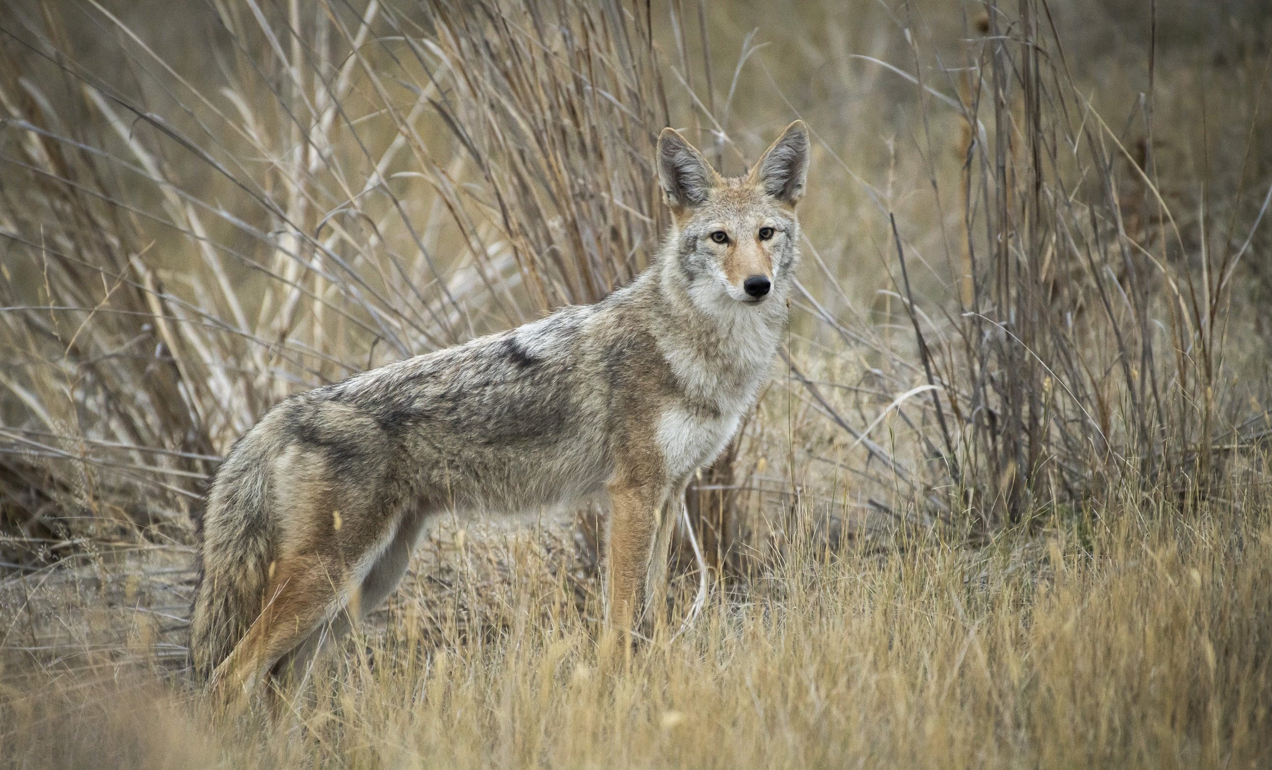 Making Sense Of Coyote Hunting Scents HuntStand