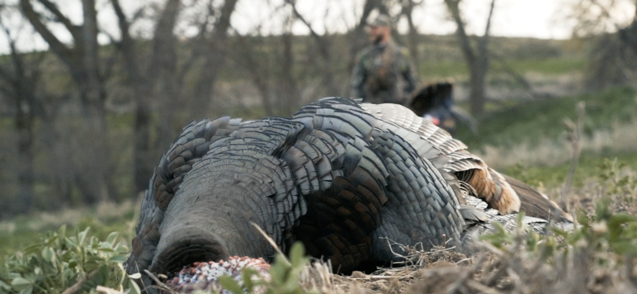 nebraska turkey hunt