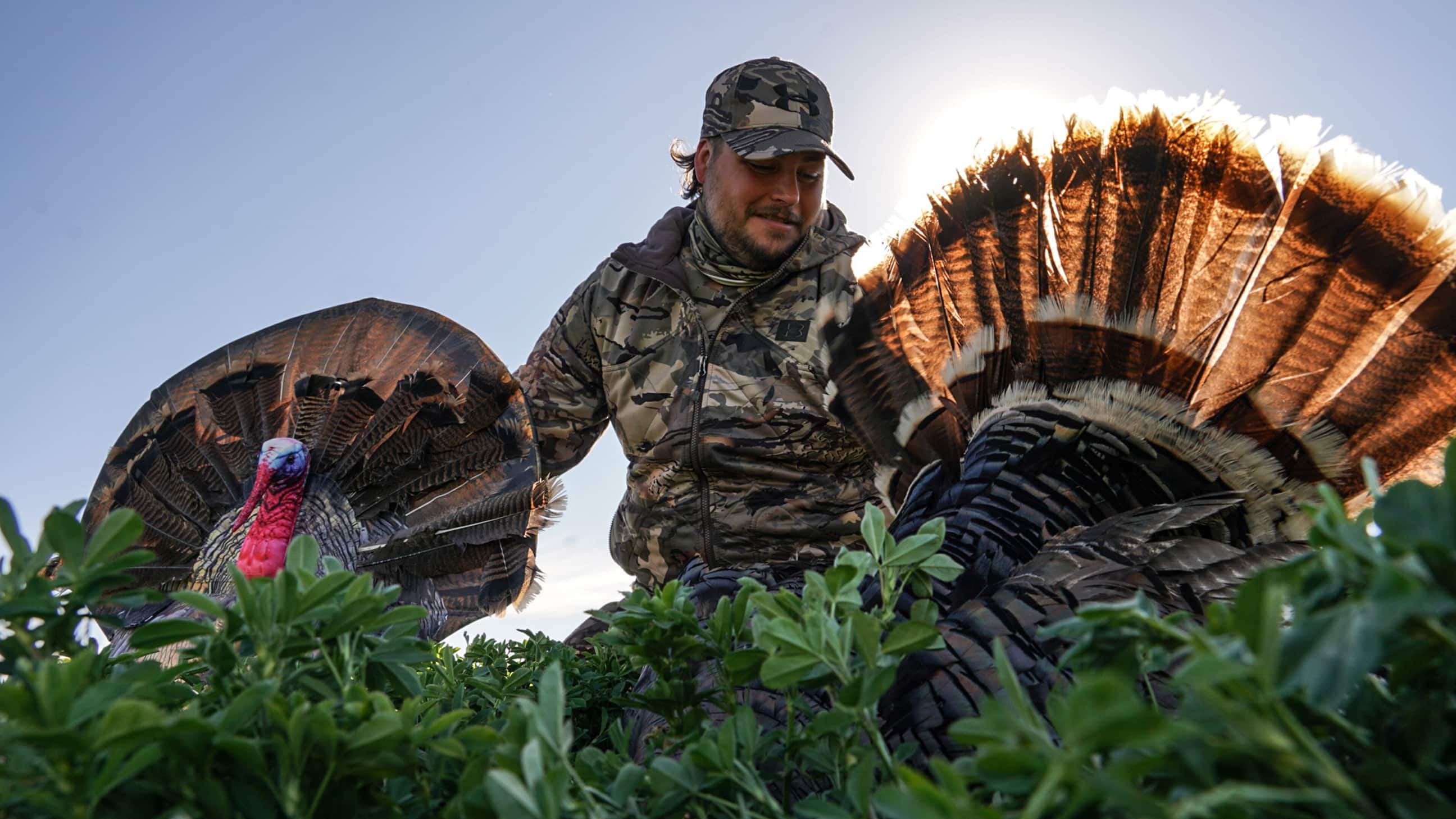 Reaping NE Gobblers