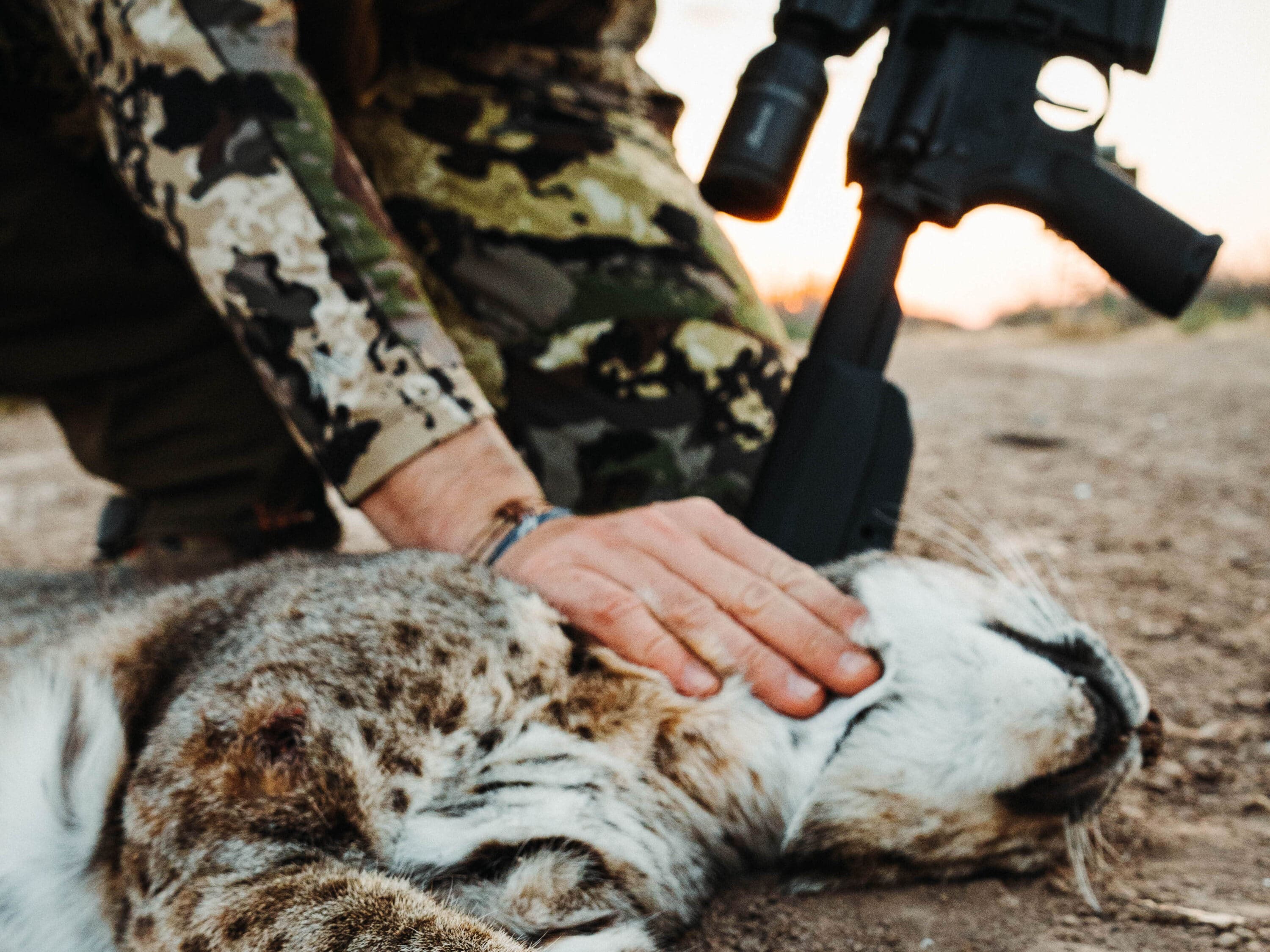 South Texas Bobcat