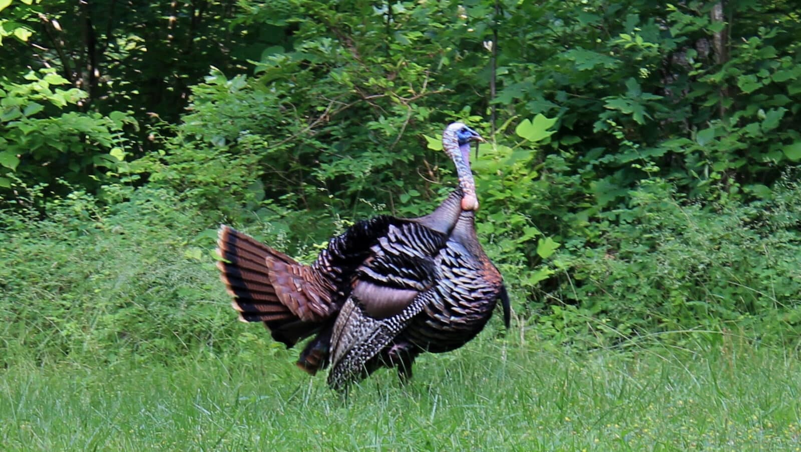 Public Land Tom Alert