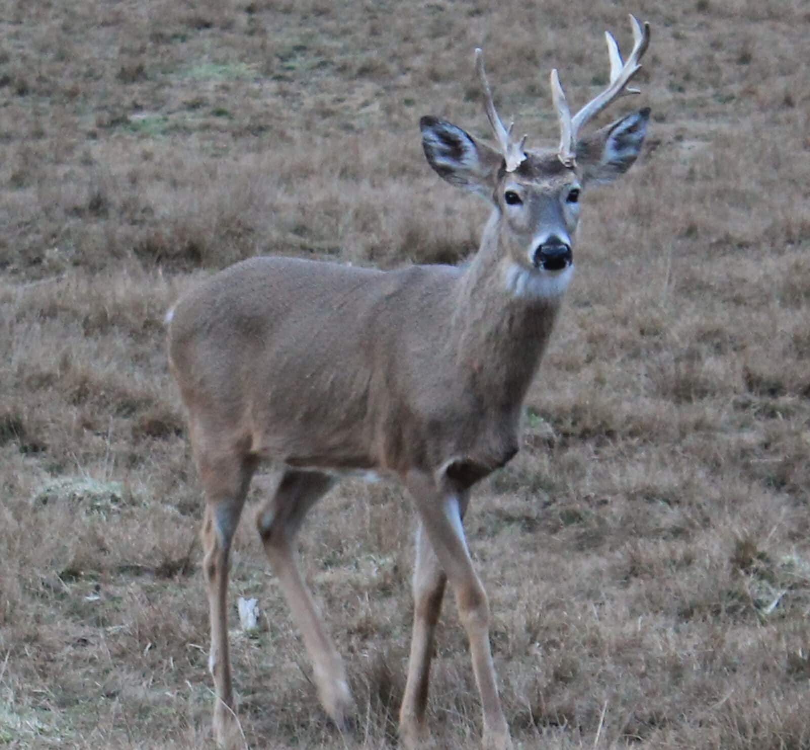 Culling Inferior Bucks