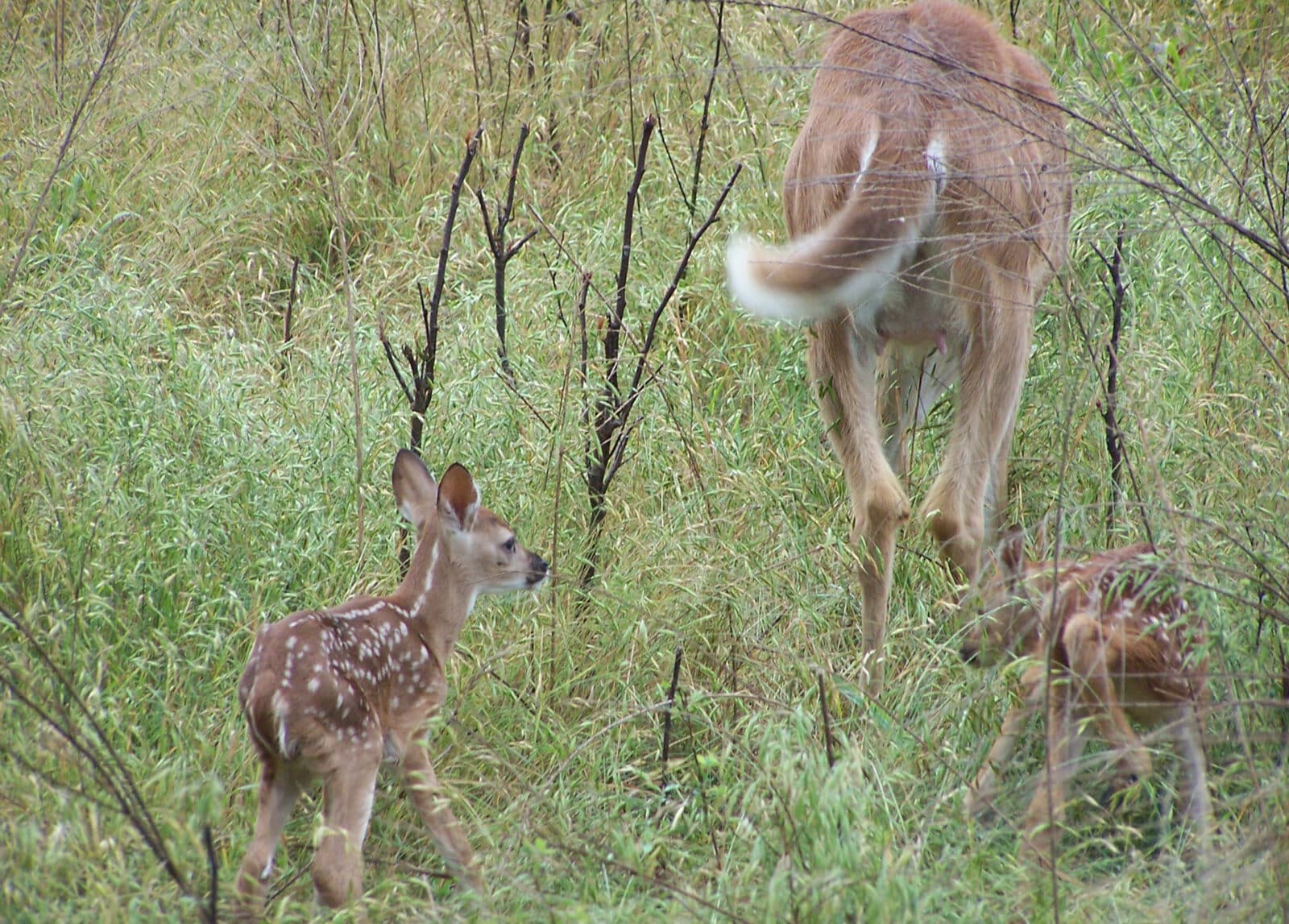 Doe with two fawns