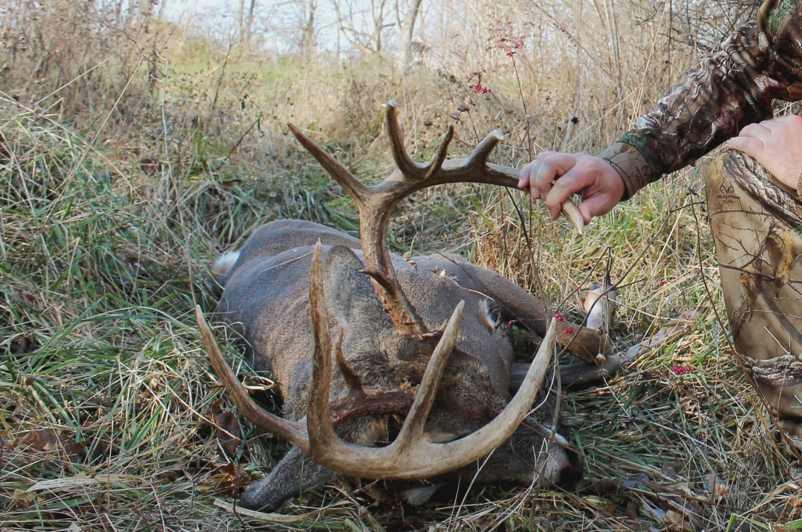 Big Buck Down