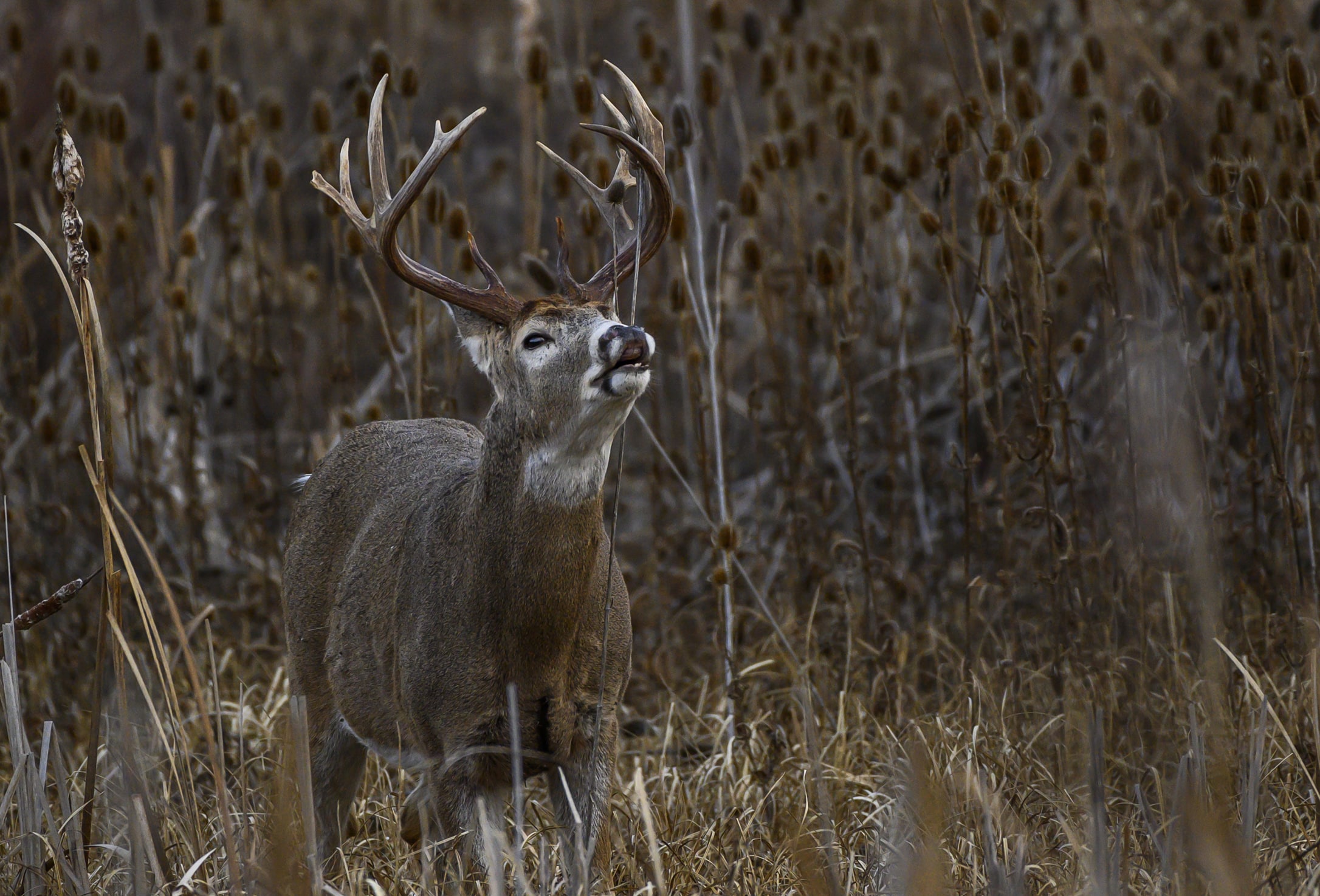 3D Mapping Found This Buck