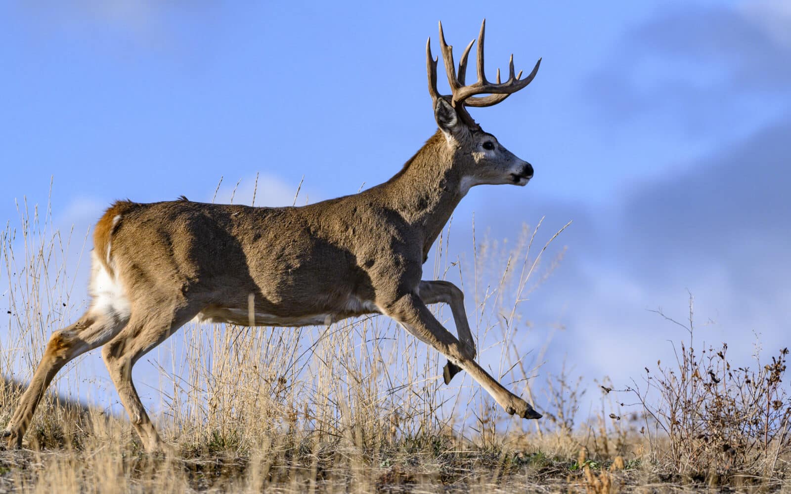 Southern Deer Are Nomadic