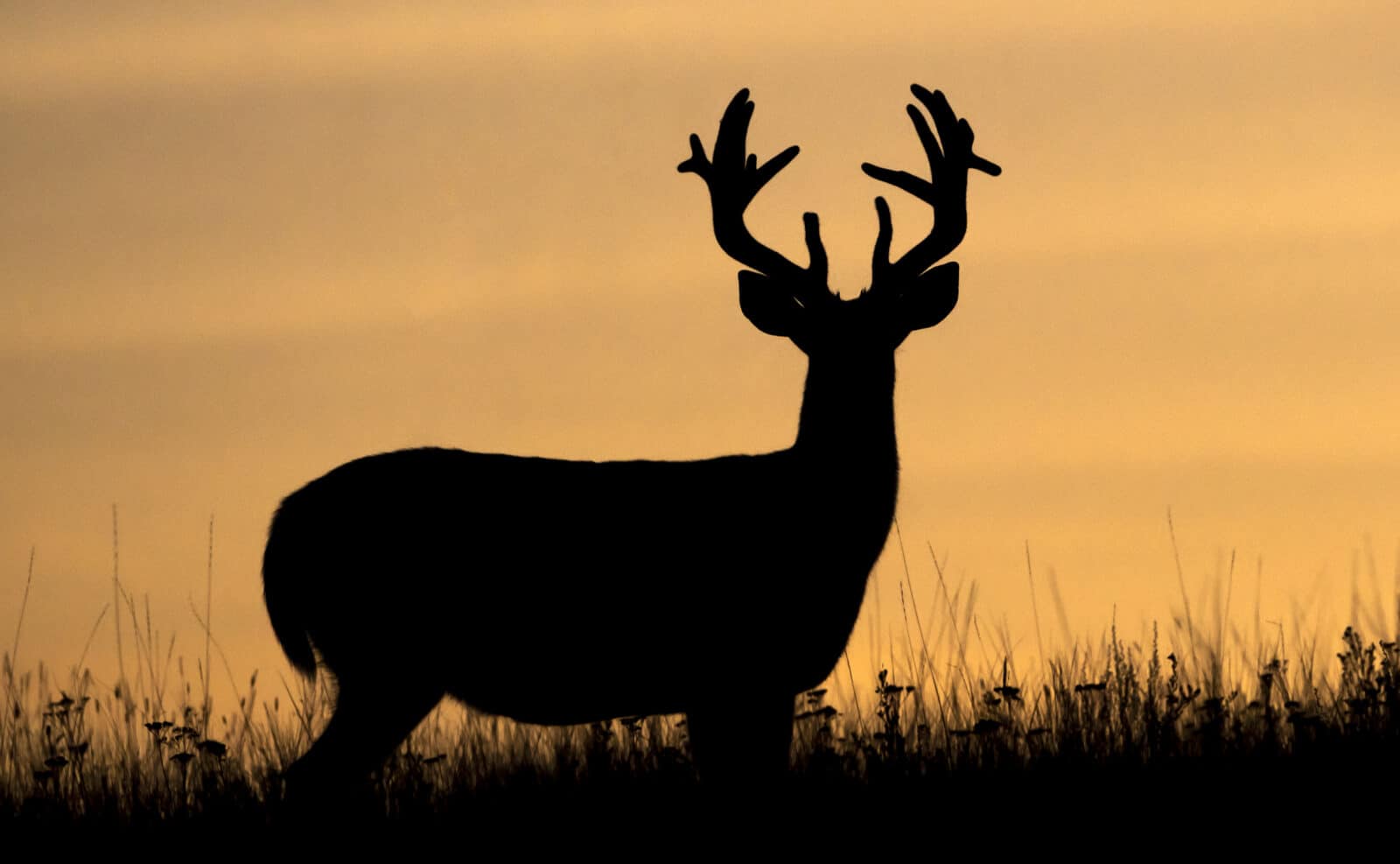 Big Buck On Horizon