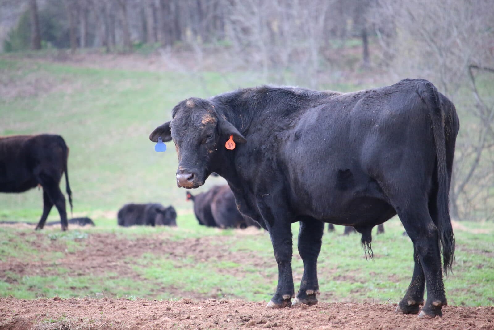 Cattle Impact On Deer