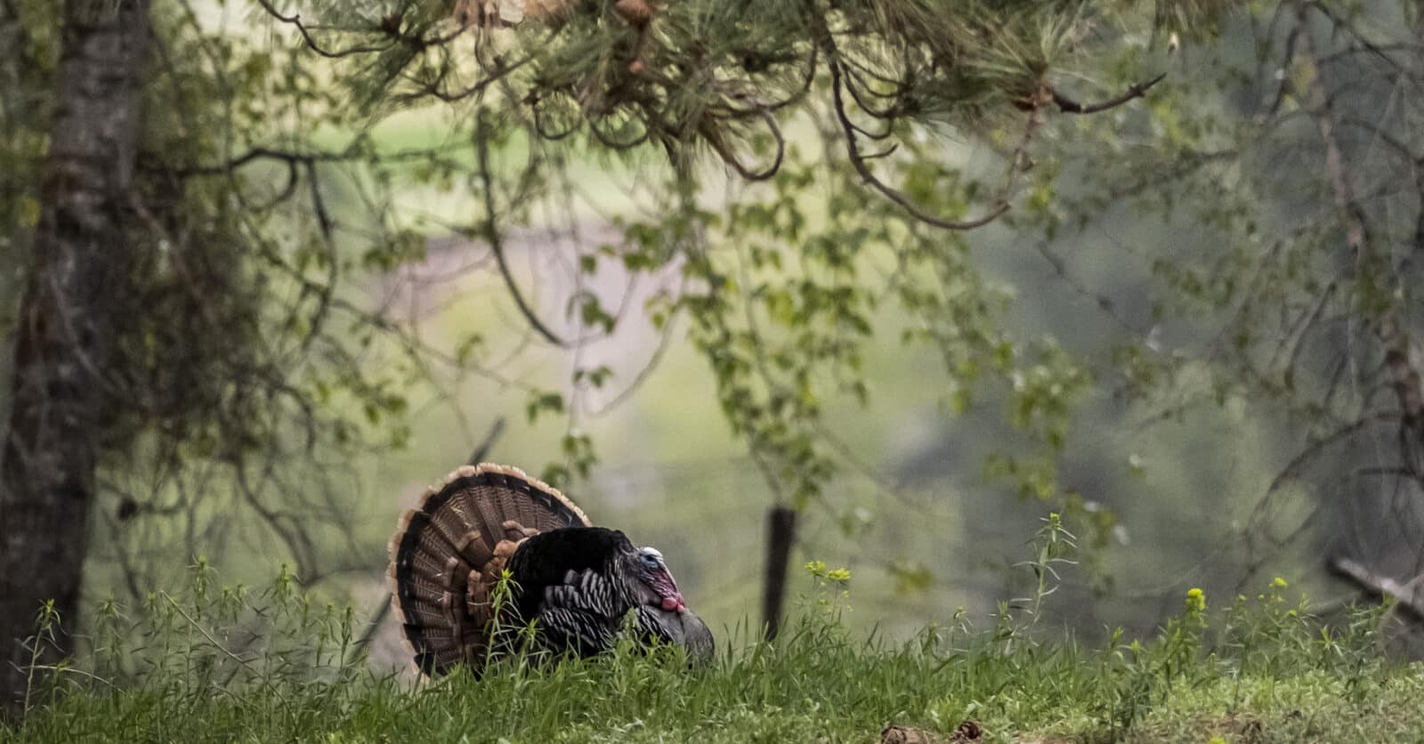 Turkey Cresting A Ridge