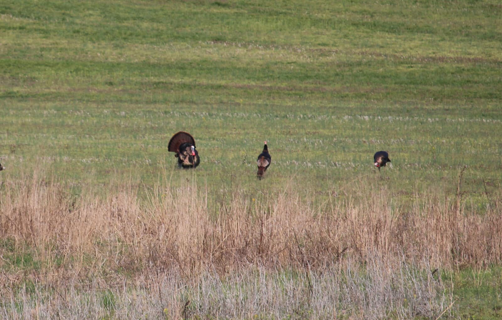 Turkeys Love Flat Open Areas
