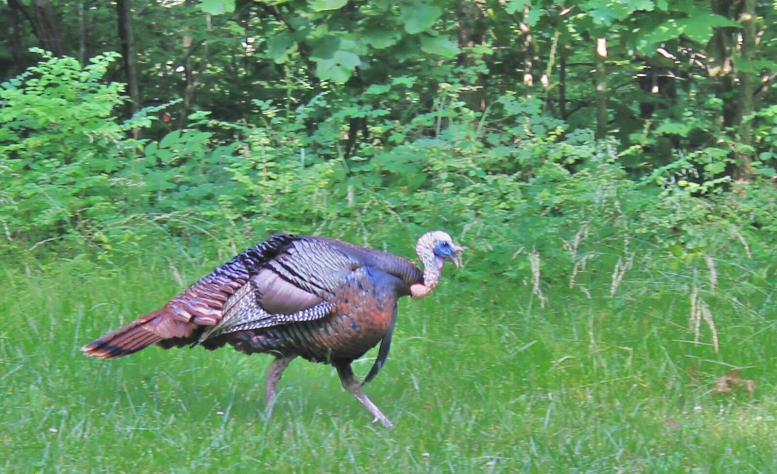 Gobbler Running Treeline
