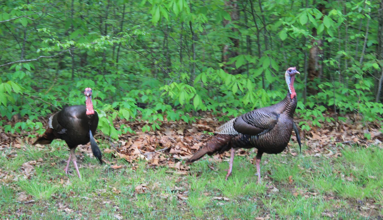 Two Gobblers Along Woodline