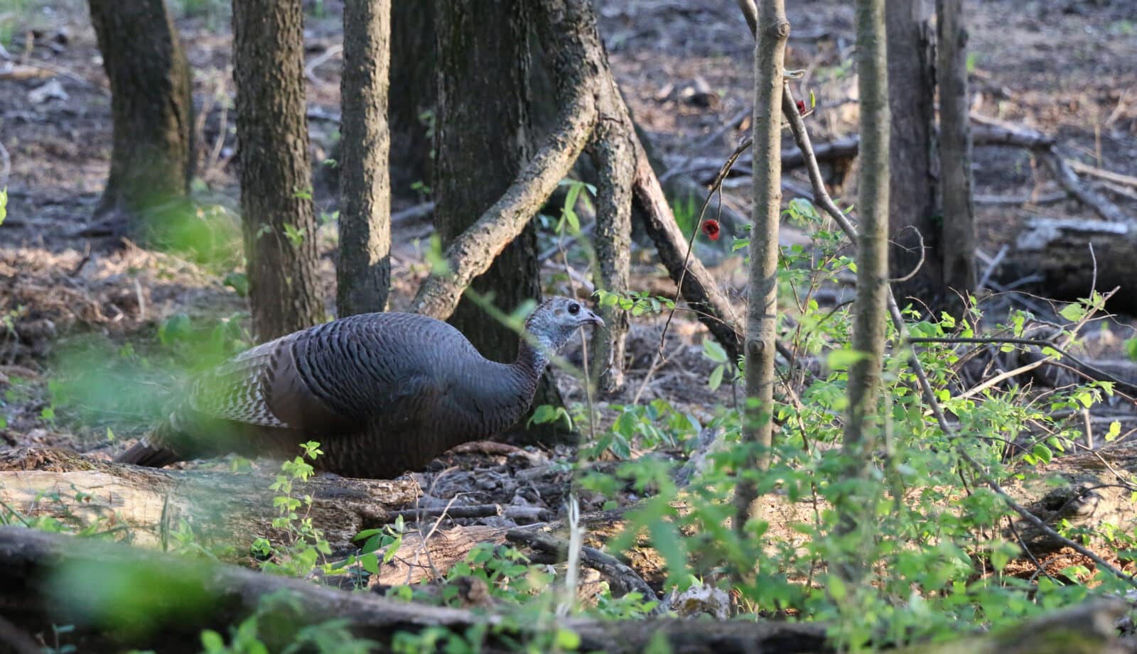 Turkey Hen Nesting Cover