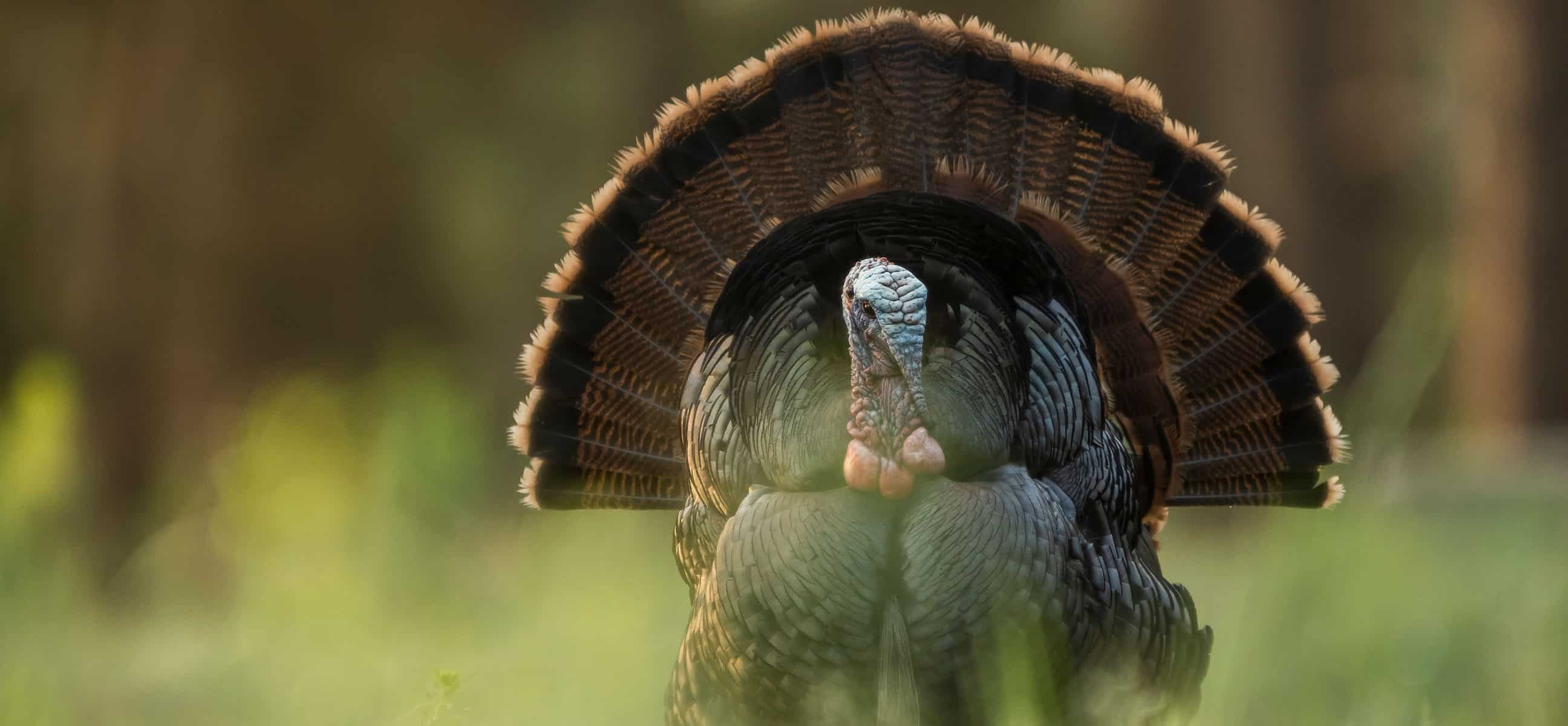 Spring Turkey Prize Pack Giveaway