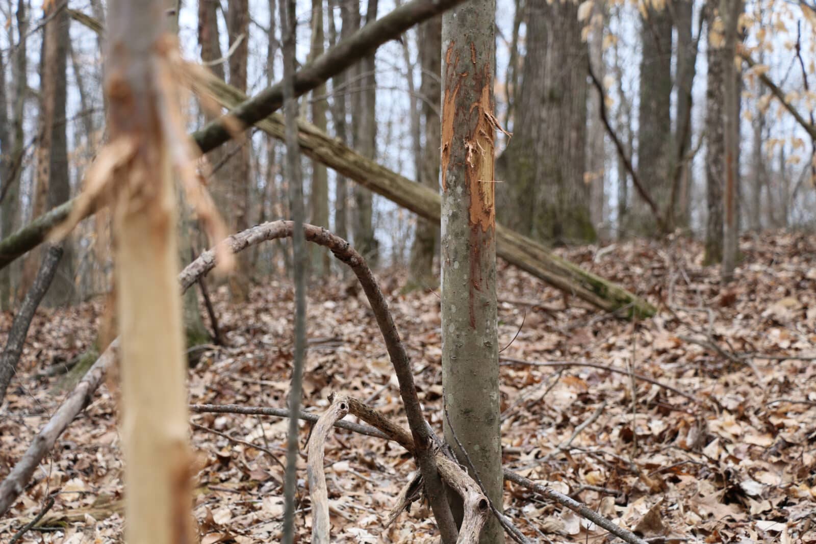 Rubs near deer stand