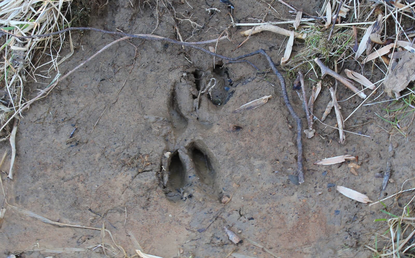 Deer Tracks Near Deer Stand