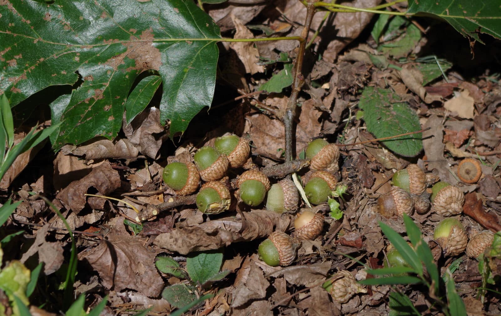 Stand site featuring Oaks dropping acorns 