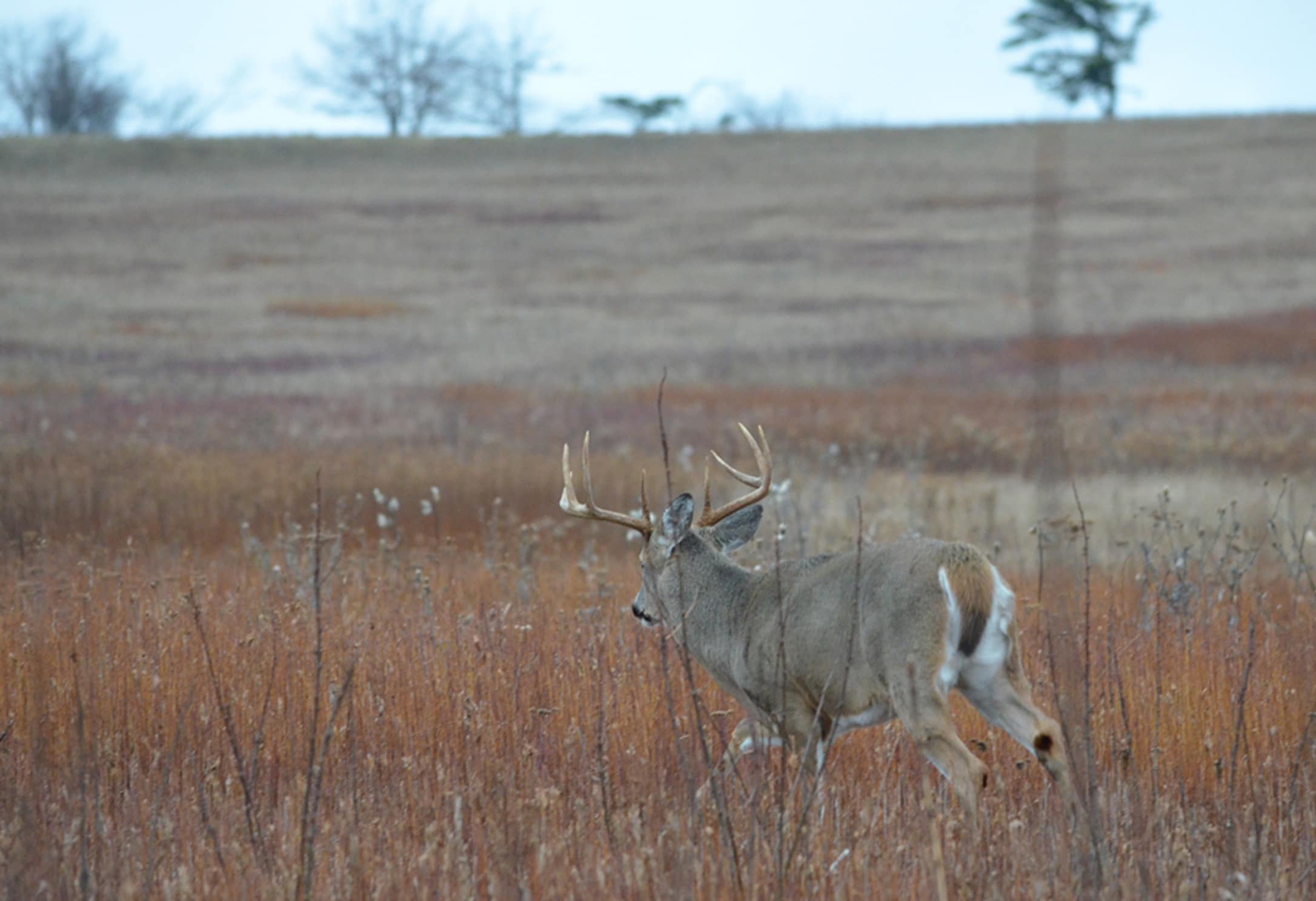 PermissionBuck 3