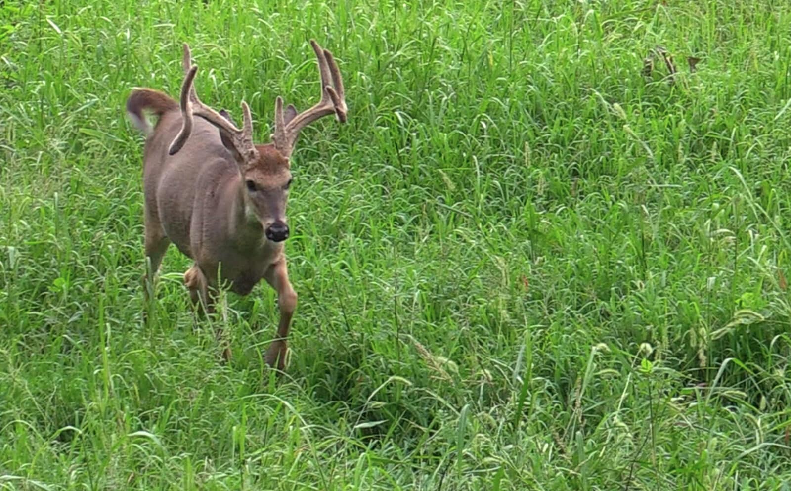 Deer In Tall Grass