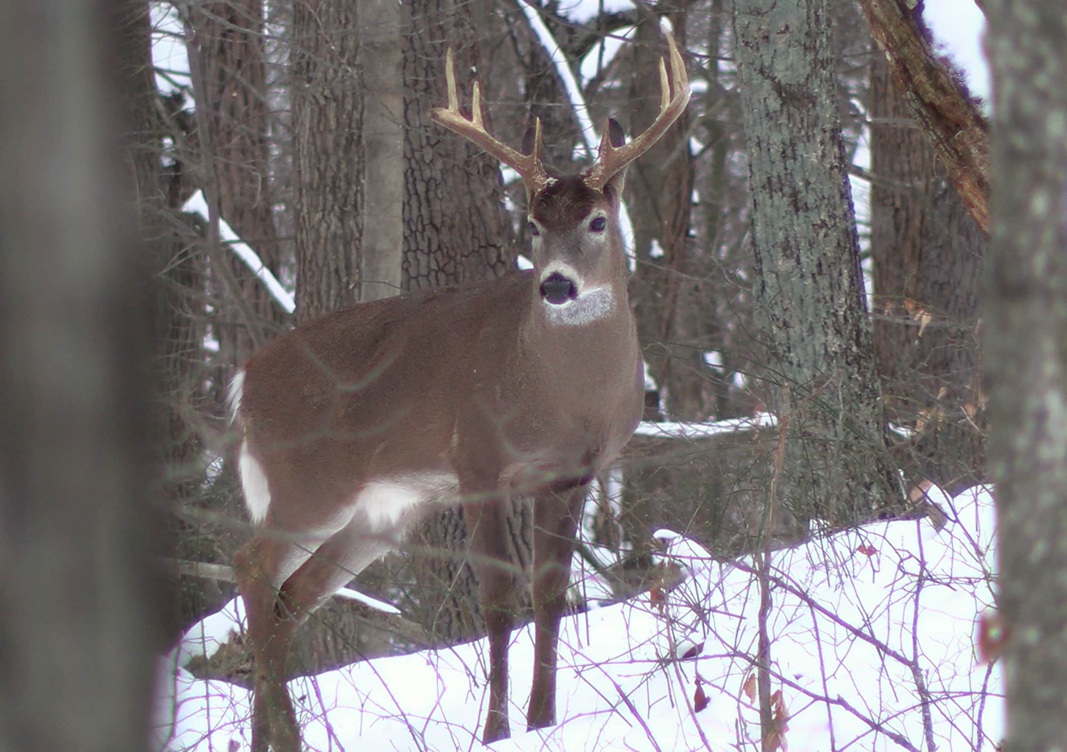 Permission ADD Buck1