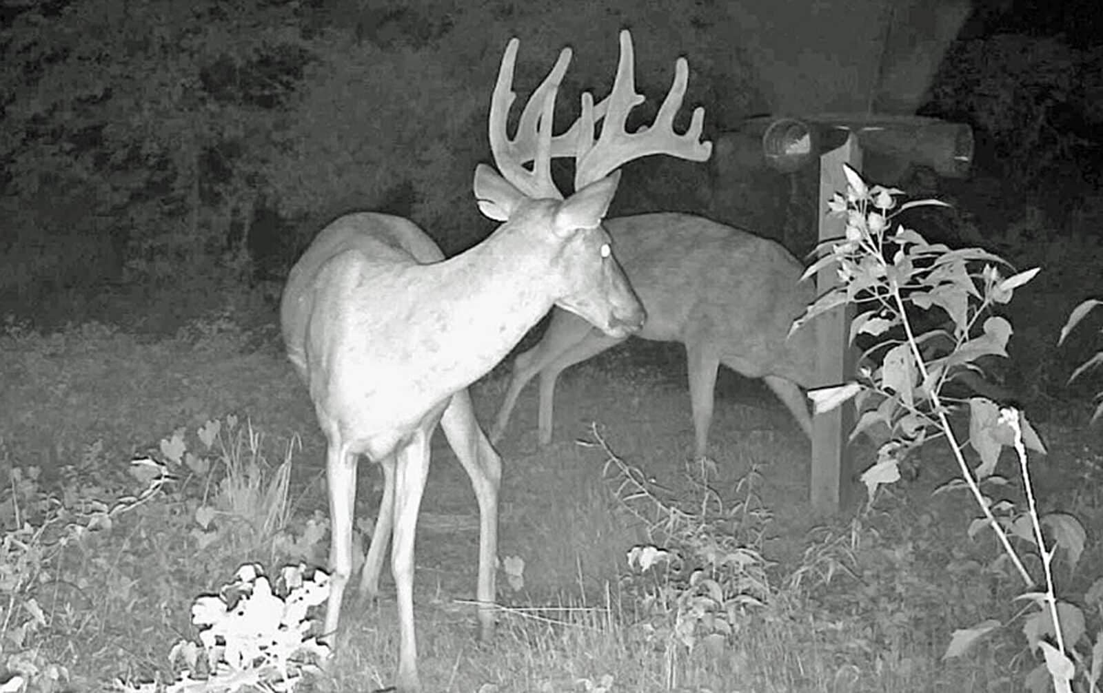 Week9HitList Buck 2021 