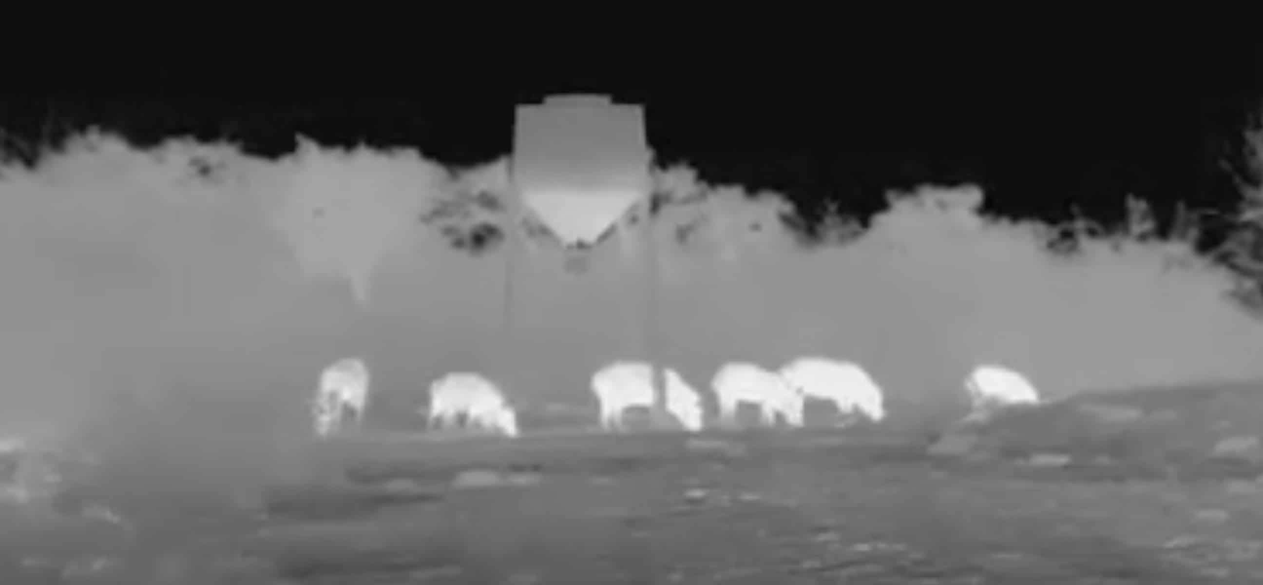 hunting hogs at night