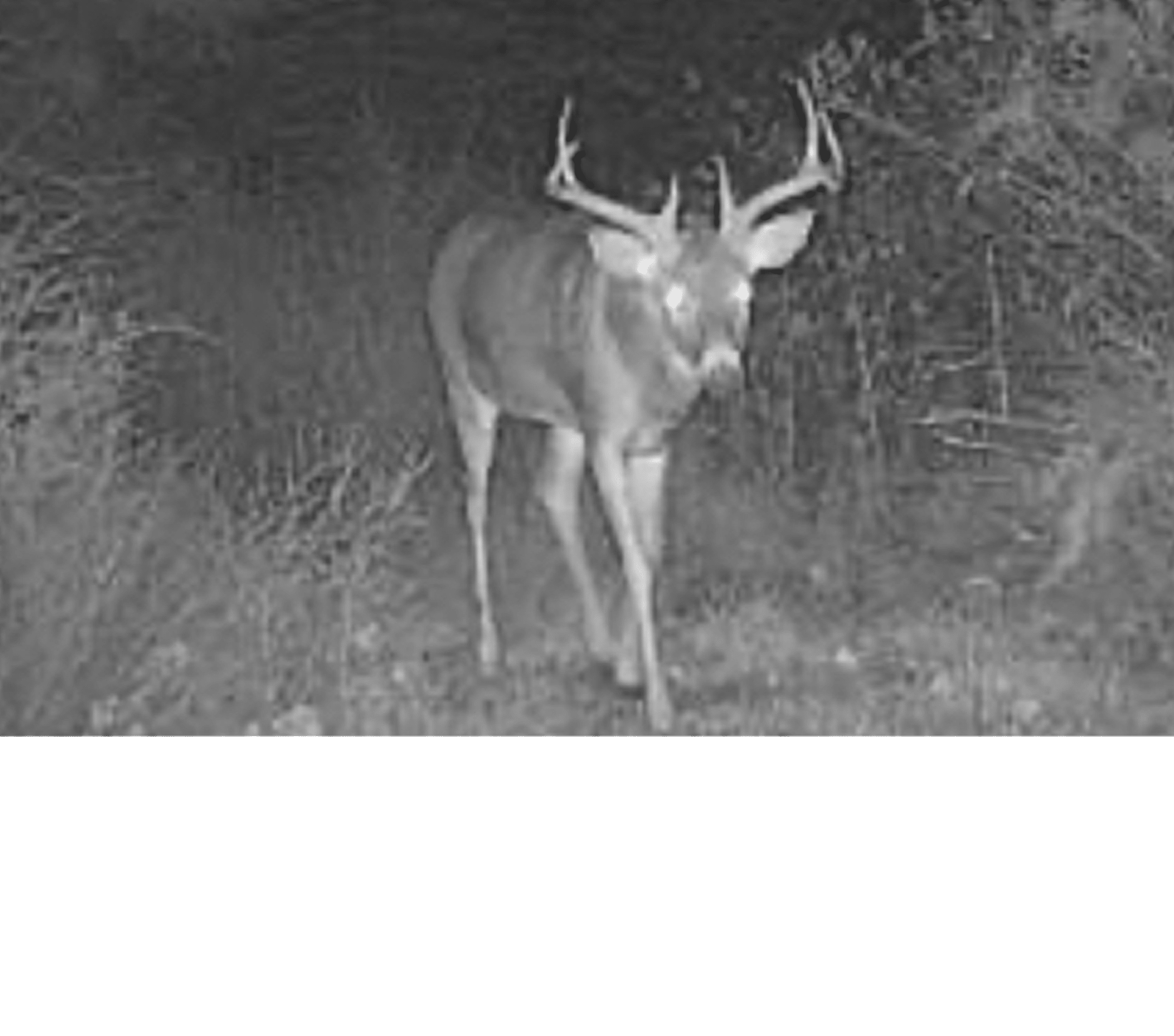 Jace CO Buck On Trail