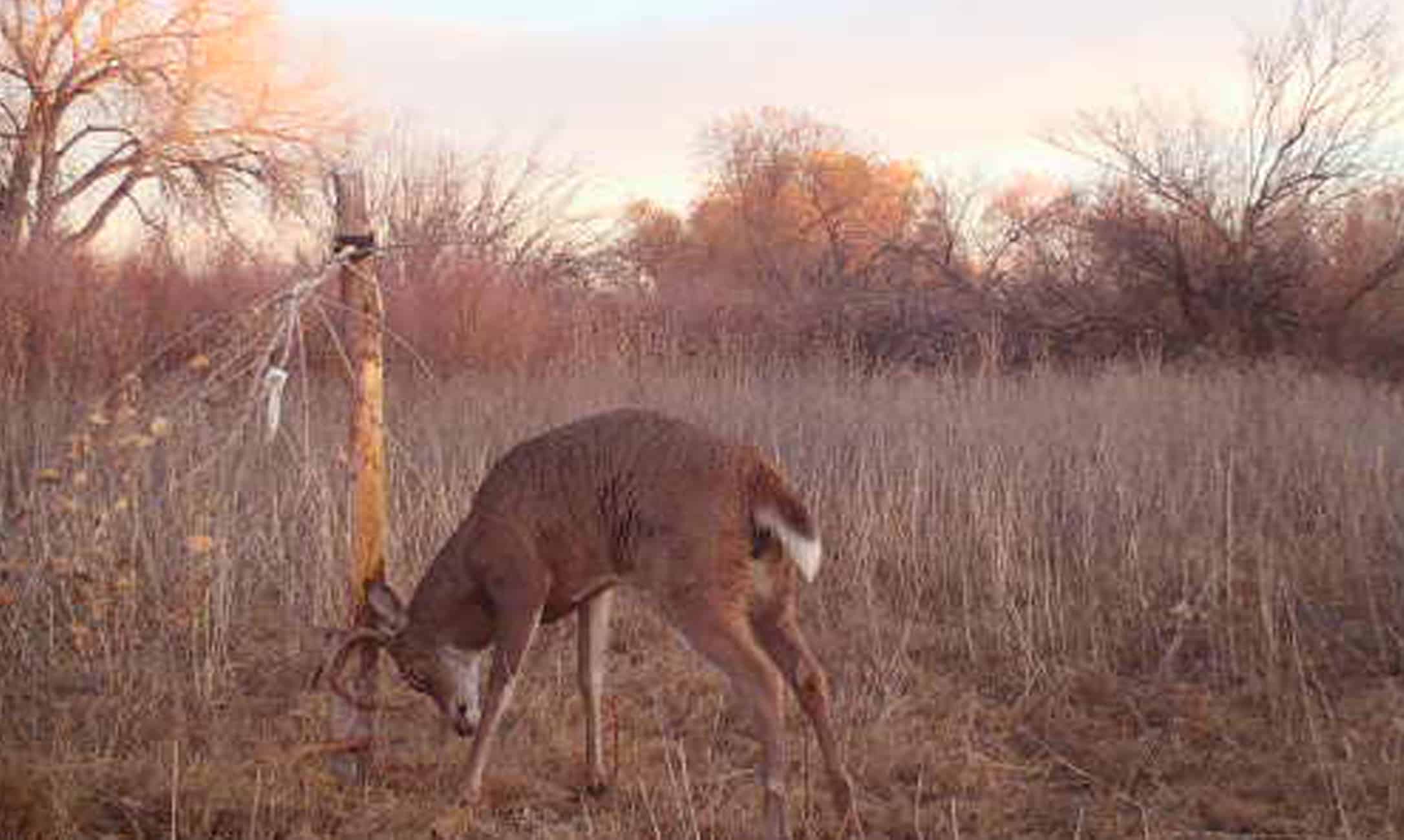 Buck Working Sign Post