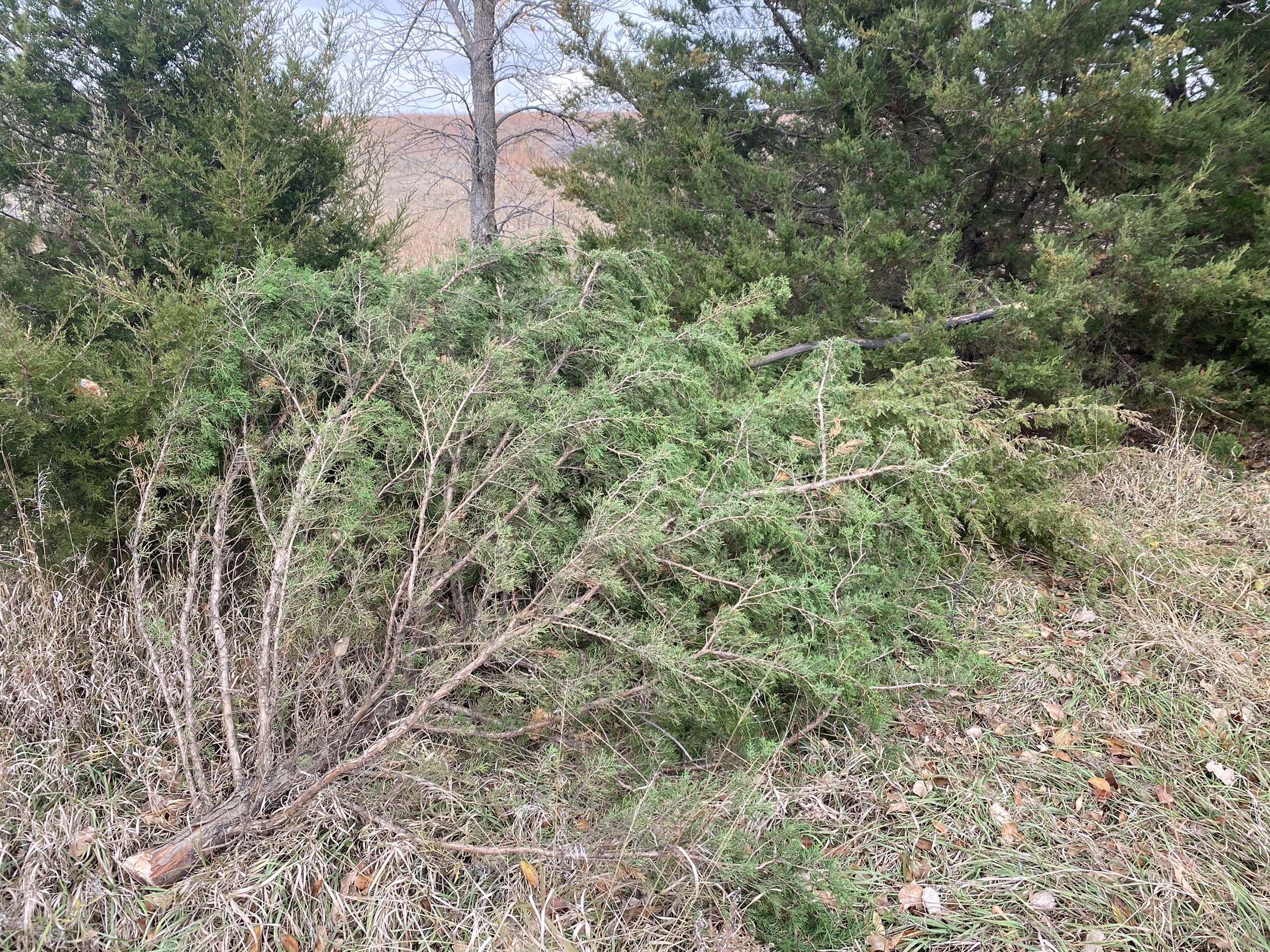 Trail Blocking Tree