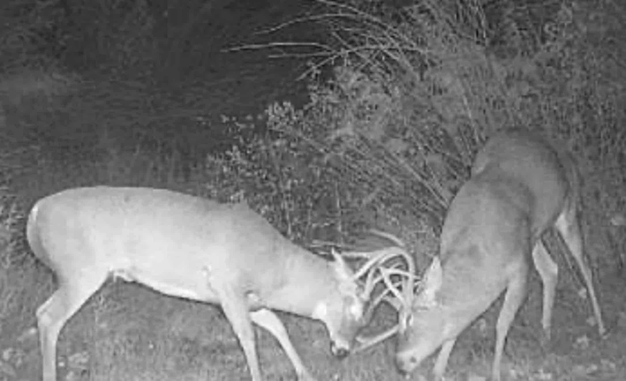 Battling Bucks