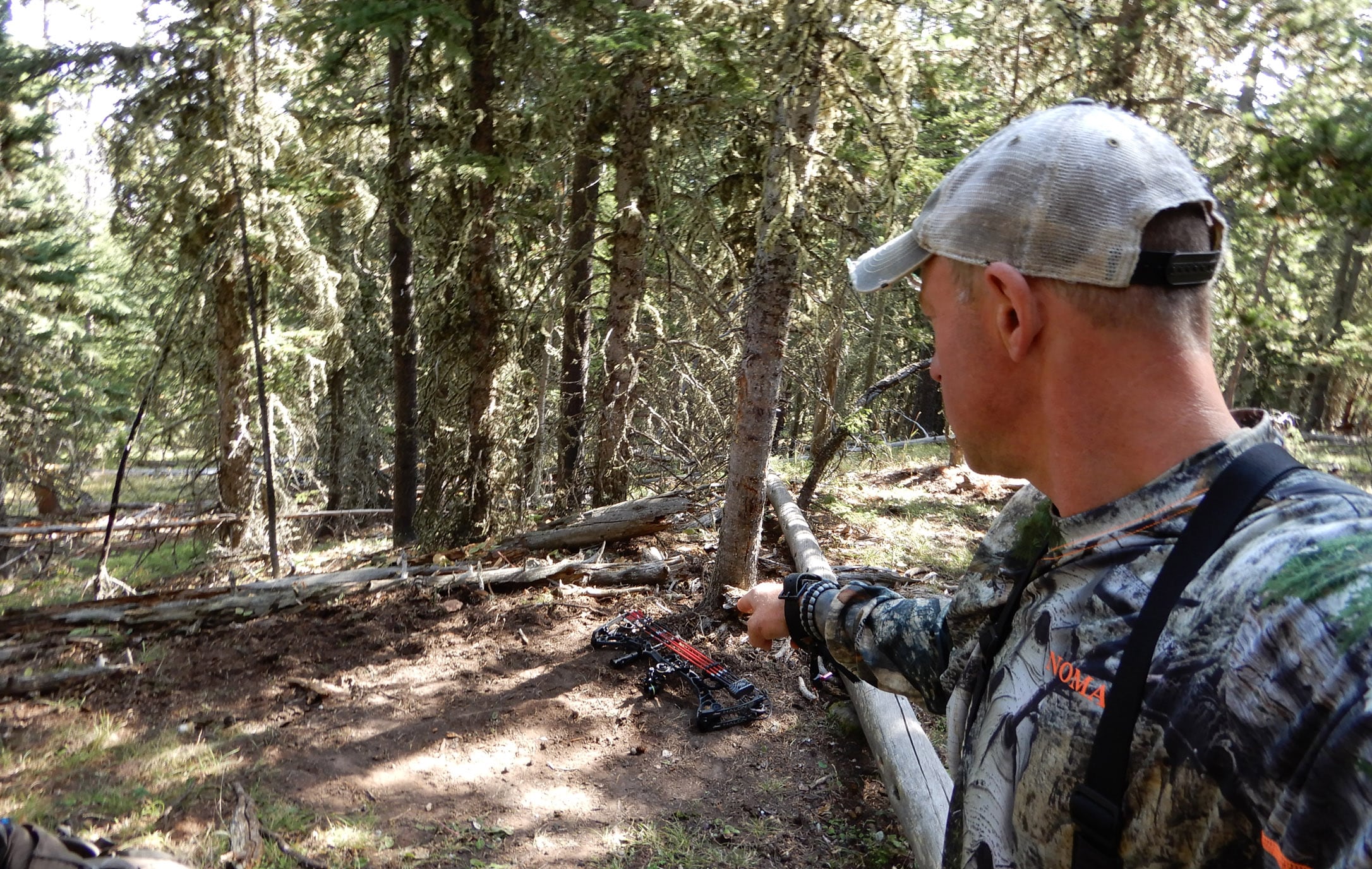 Elk bedding site