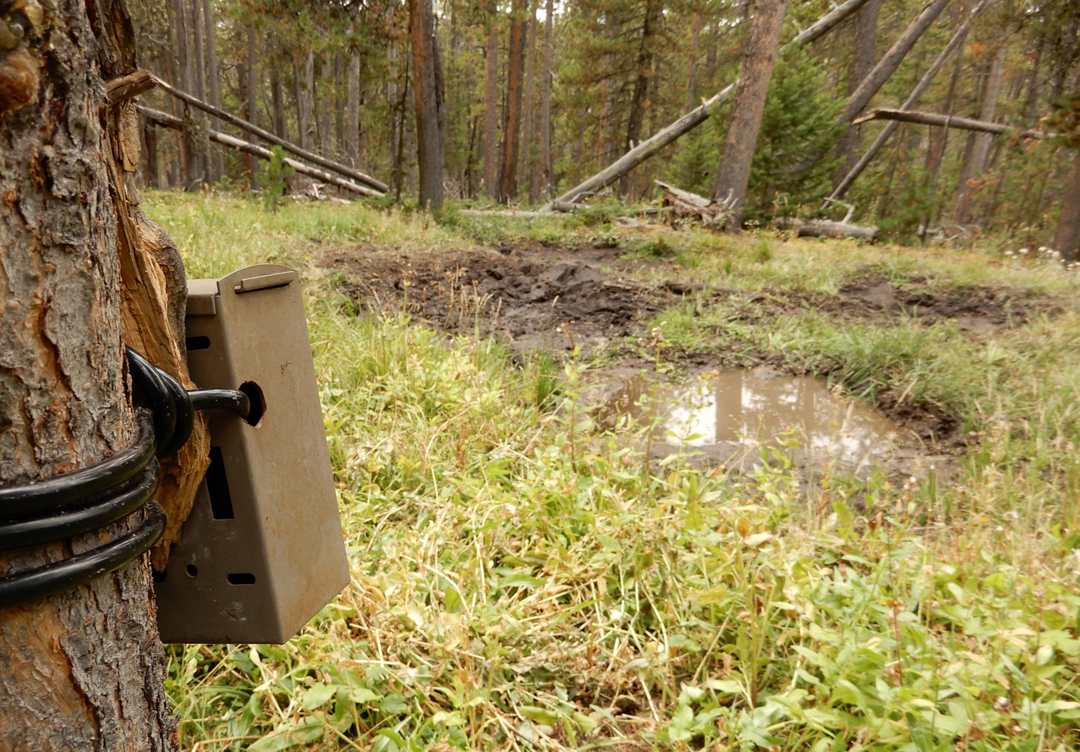 Trail Camera on elk Wallow