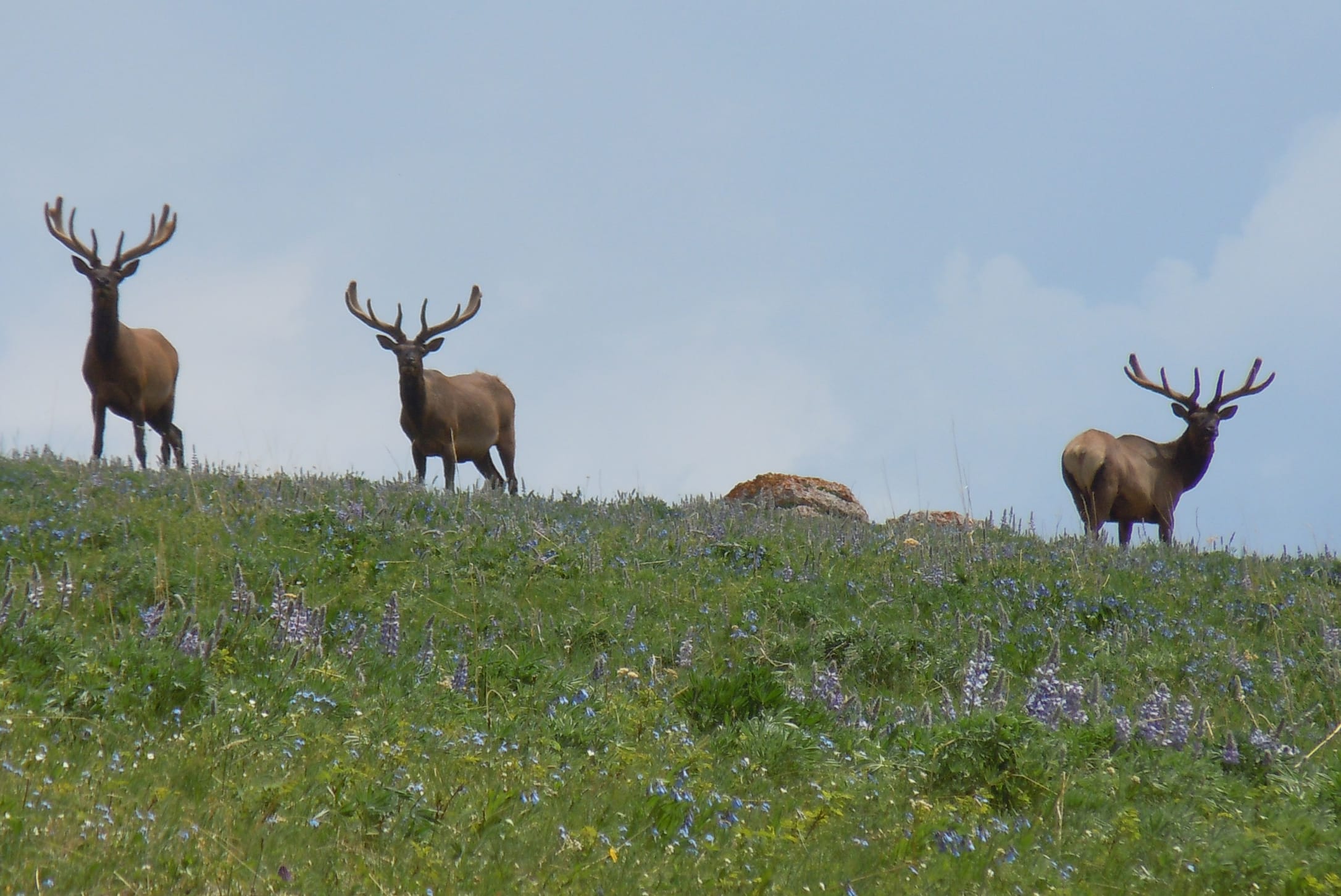 Bull elk bachelor herd