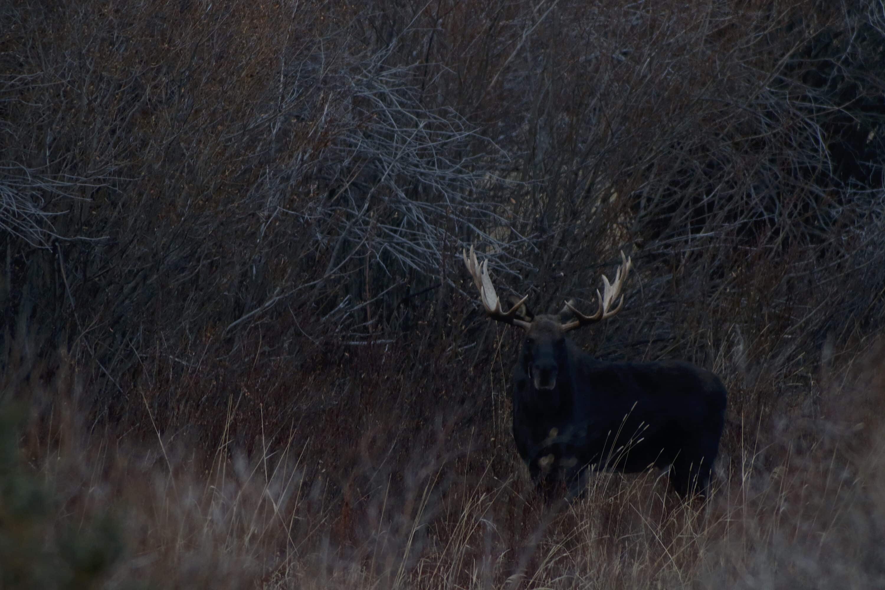 Bull Moose at Last Light