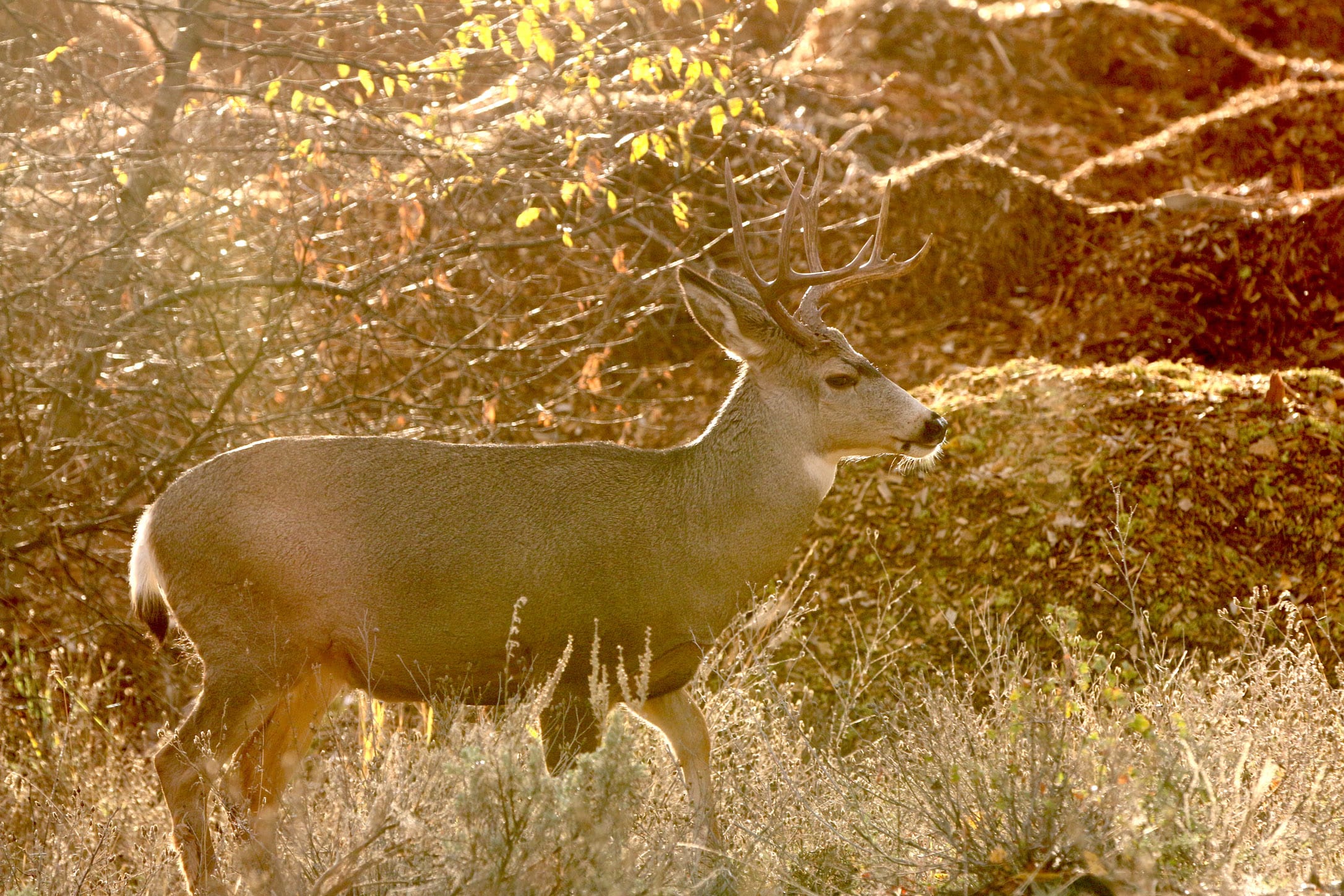 Image Showing High Riflescope Contrast