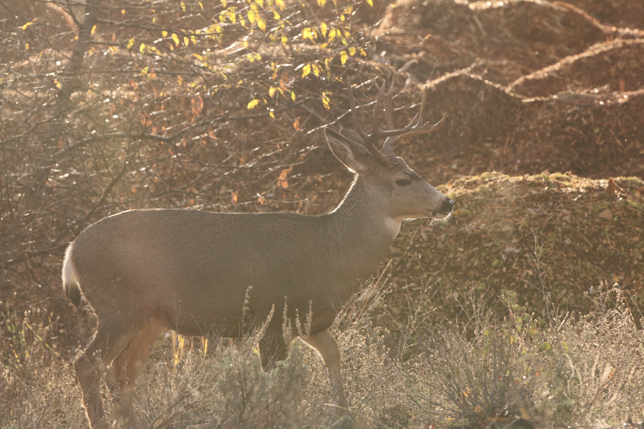 Riflescope image showing low contrast