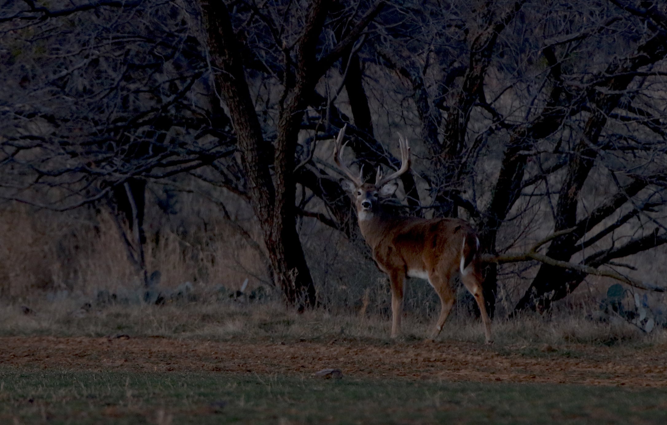 Big Buck In Low Light