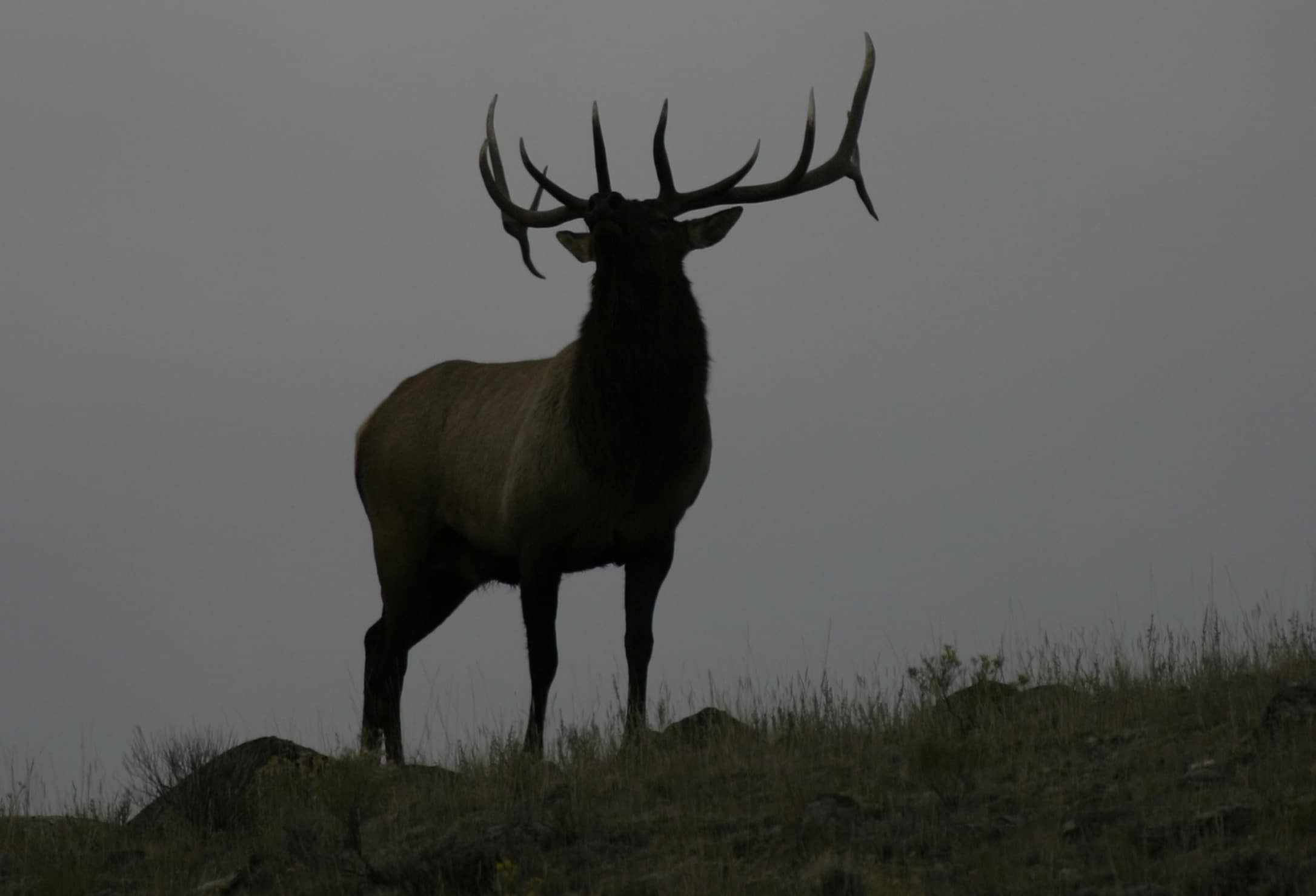 Bull Elk at last light