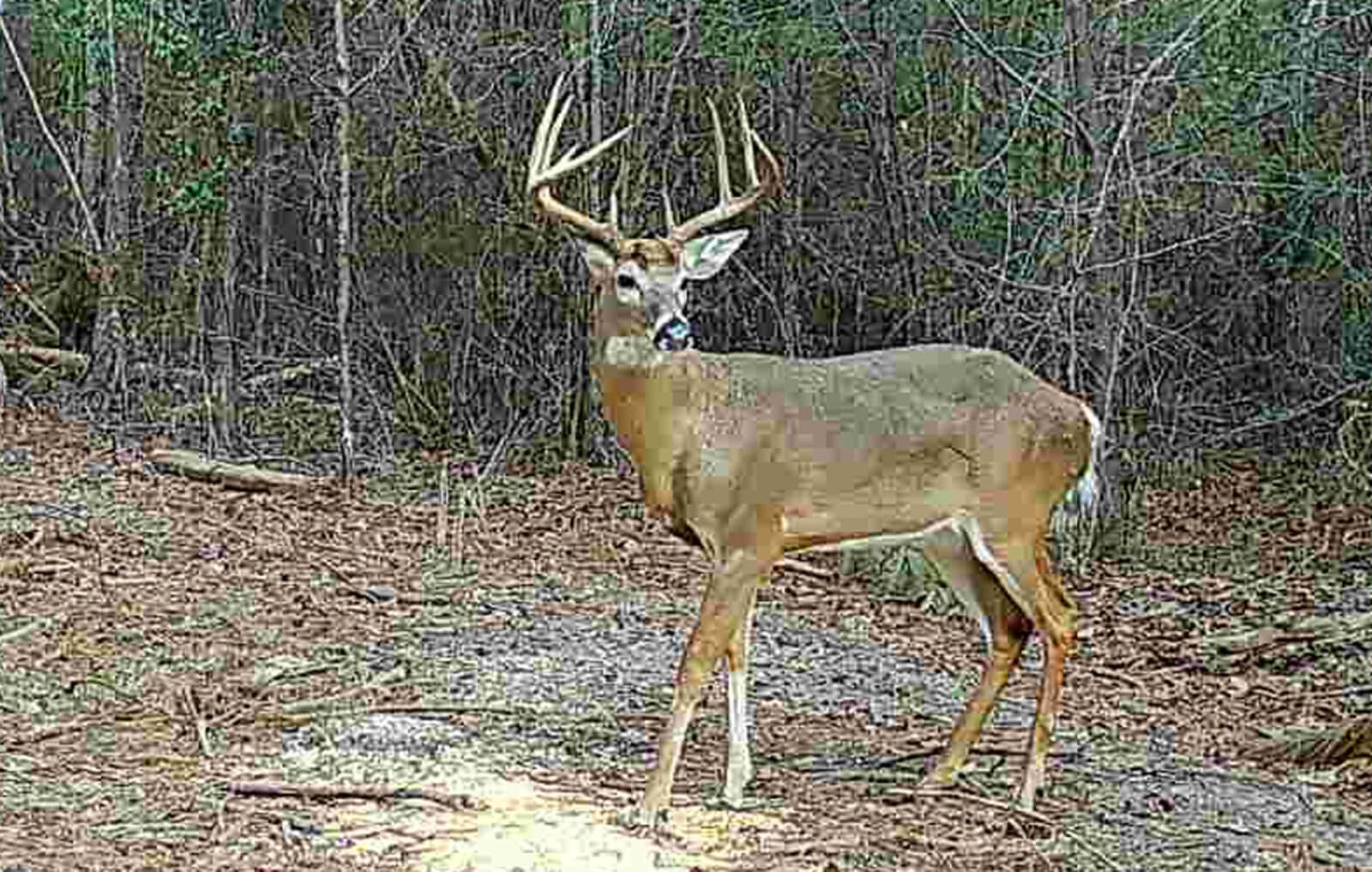 Week 2 Buck Last Fall