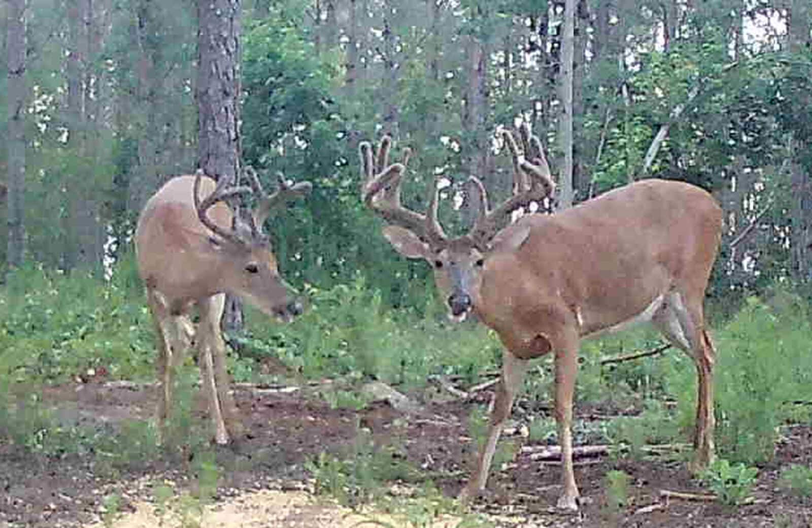 Week 2 GA Buck Add