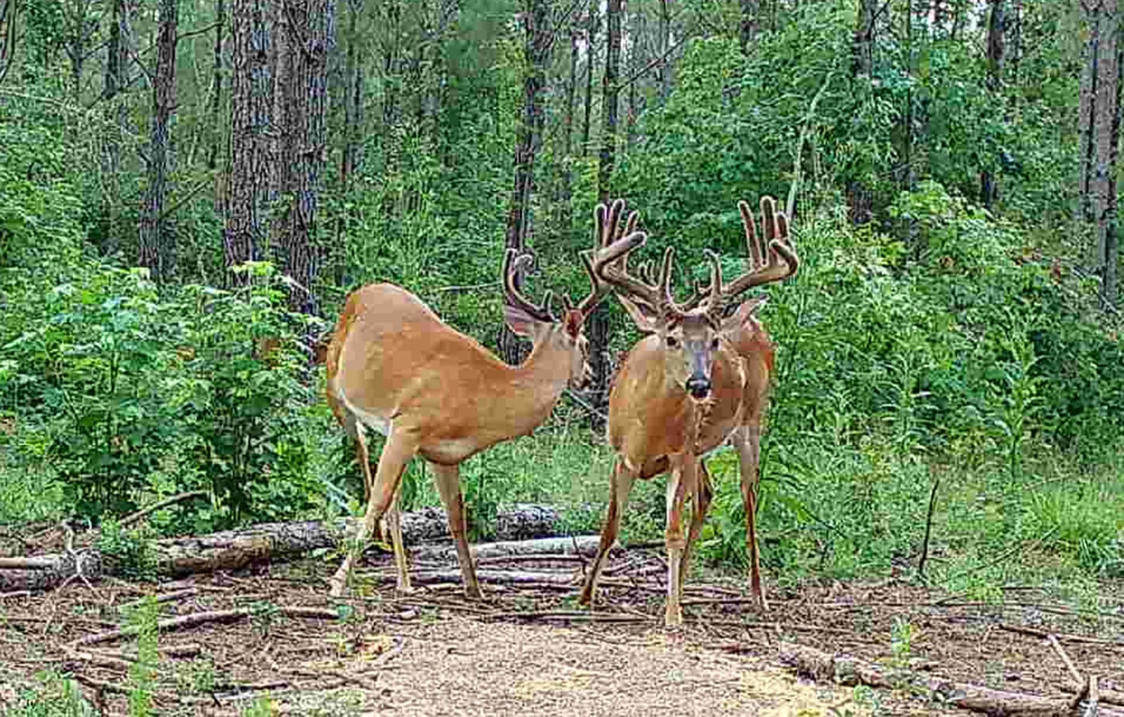 Week 2 GA Buck Body Shot