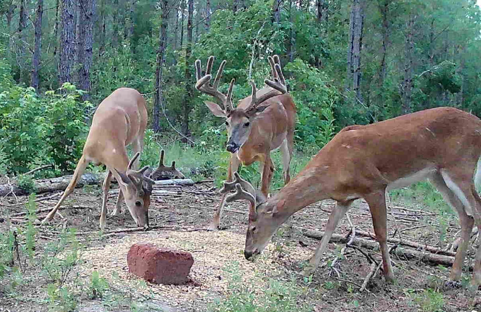 Week 2 GA Buck Feeding