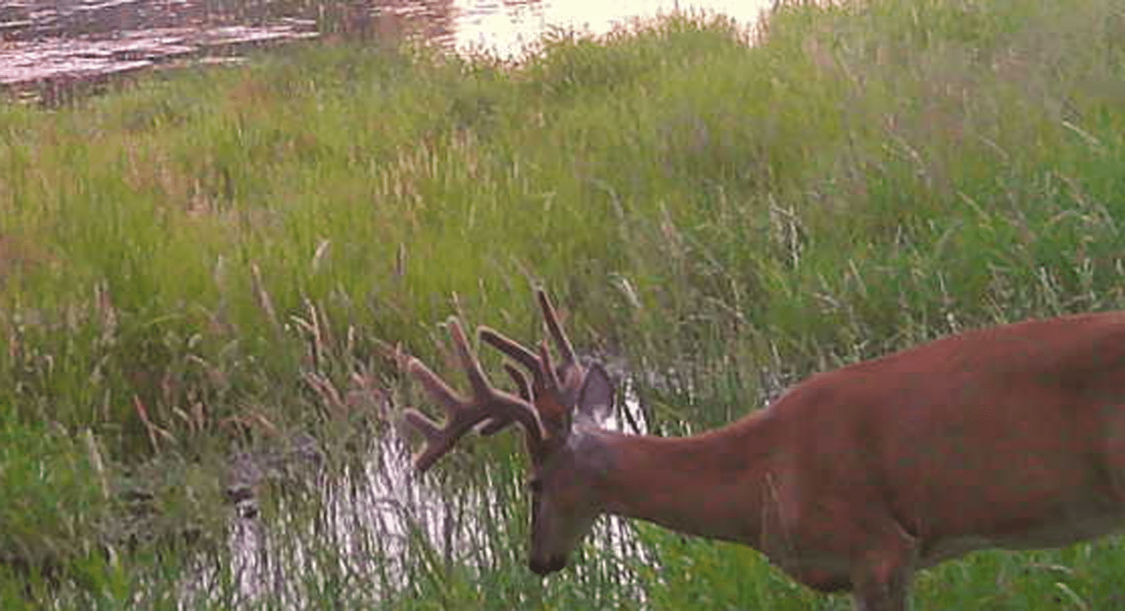 Idaho River Buck head down