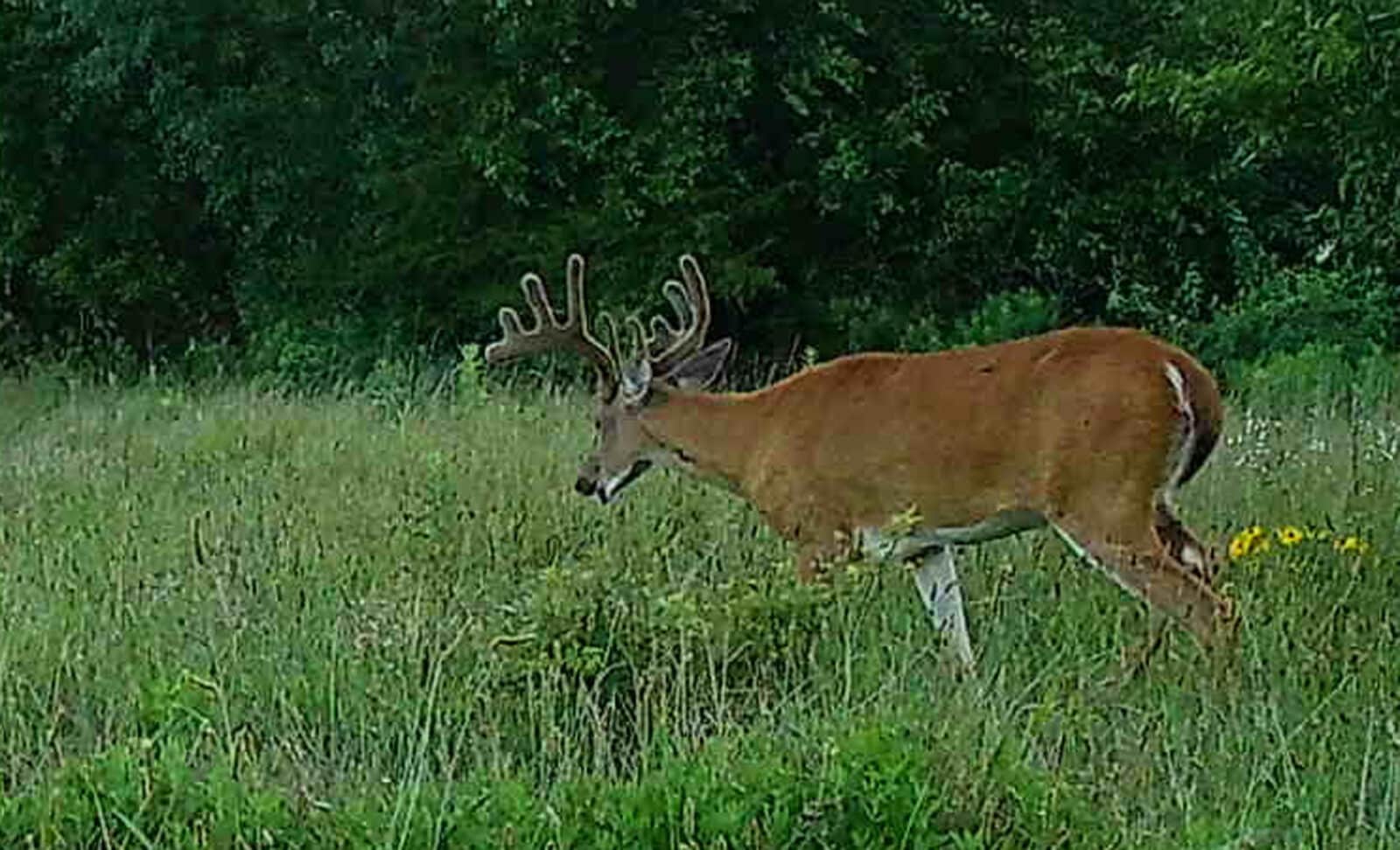 Week4 Buck Closeup