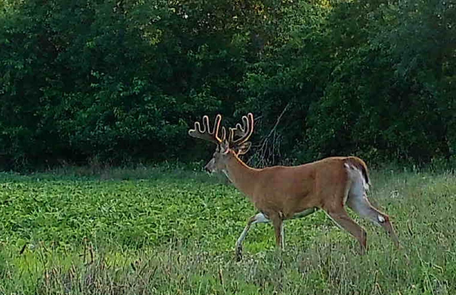 Week4 Beanfield Buck