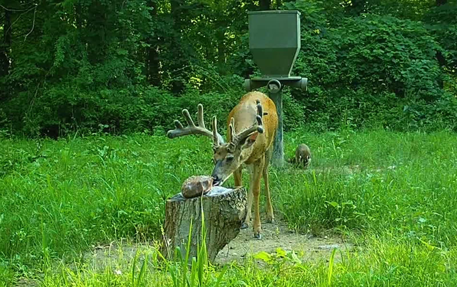 Week 1 Buck Feeding