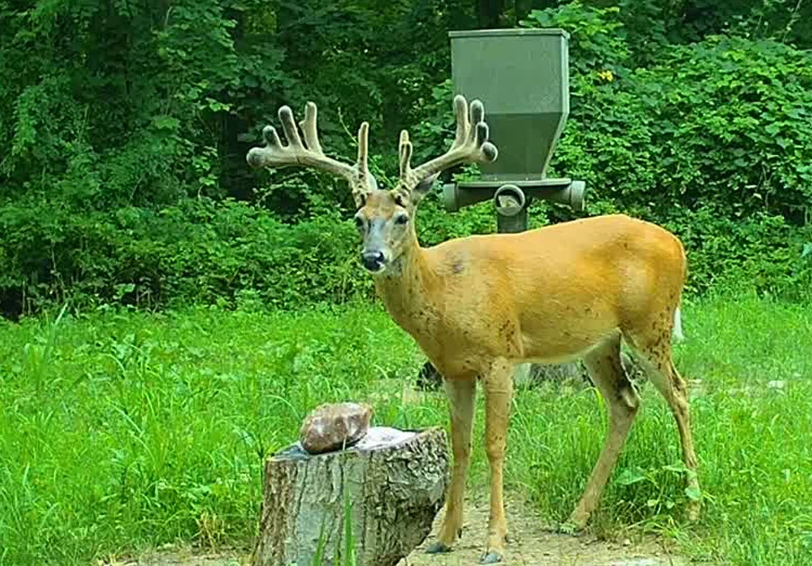 Week 1 Buck Posing