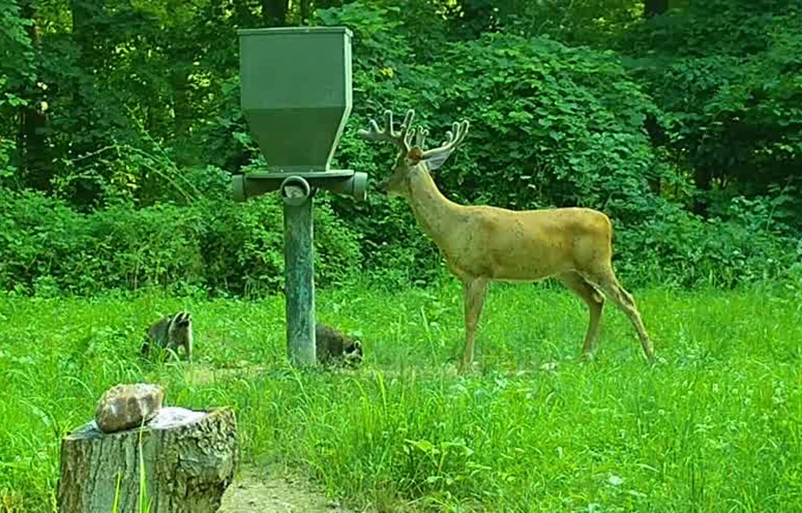 Week 1 Buck at Feeder