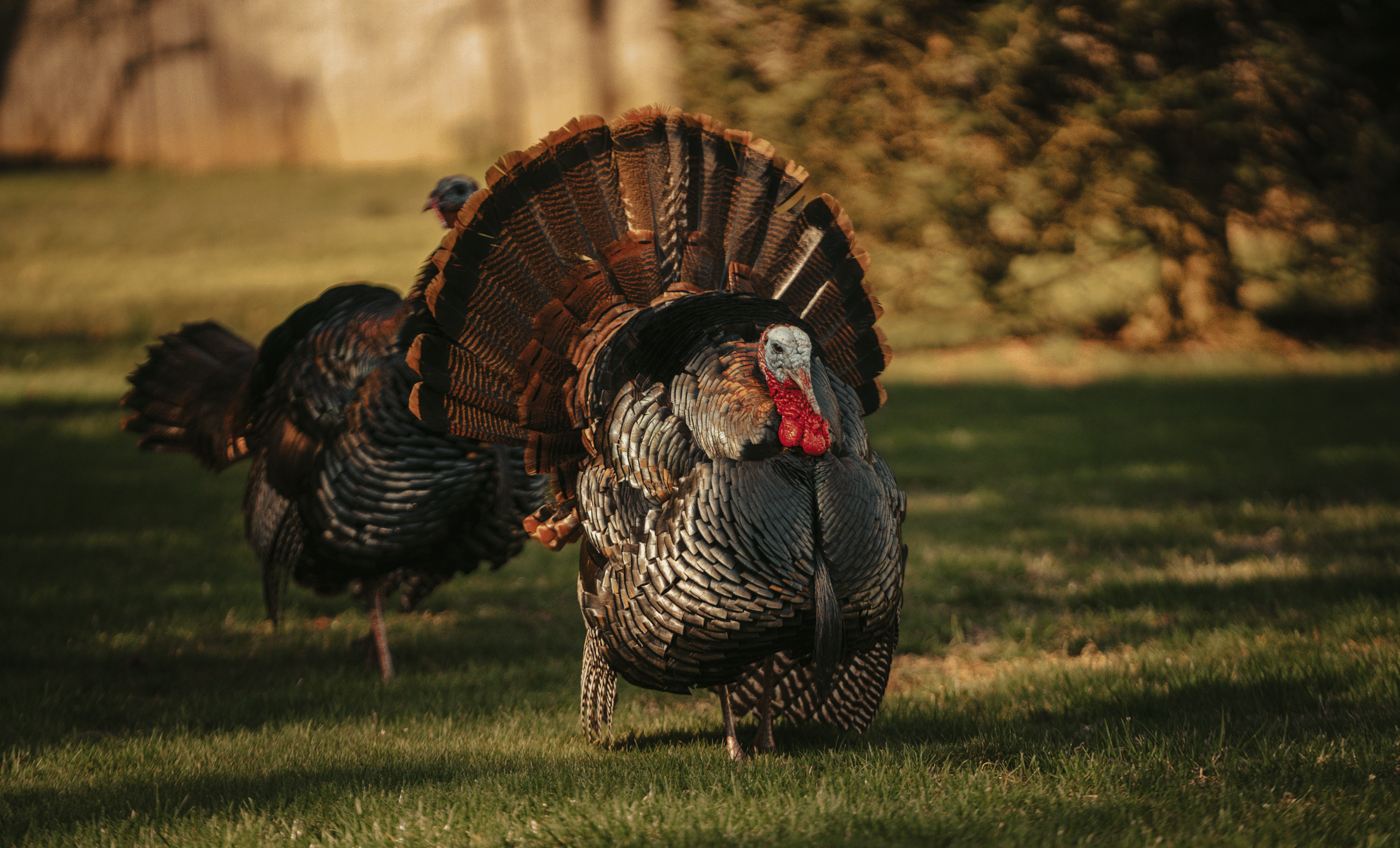 AcrePro Turkeys